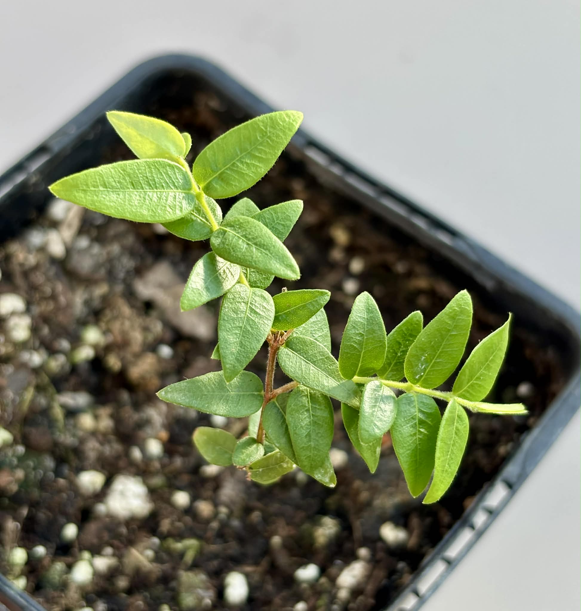 Myrciaria cuspidata BLACK - 1 potted seedling / 1 getopfter Sämling