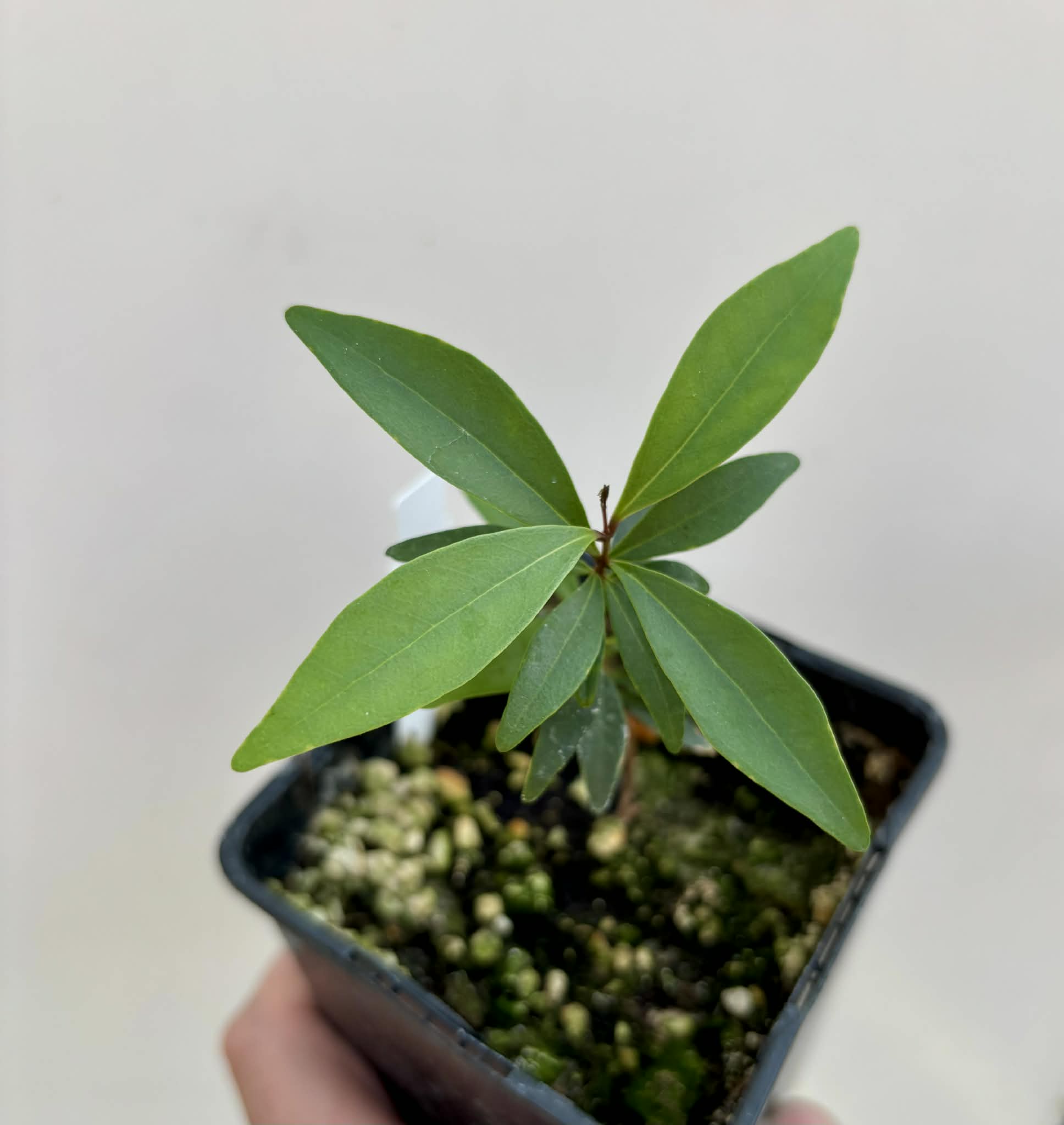  Eugenia axillaris  - White Stopper - 1 potted seedling / 1 getopfter Sämling