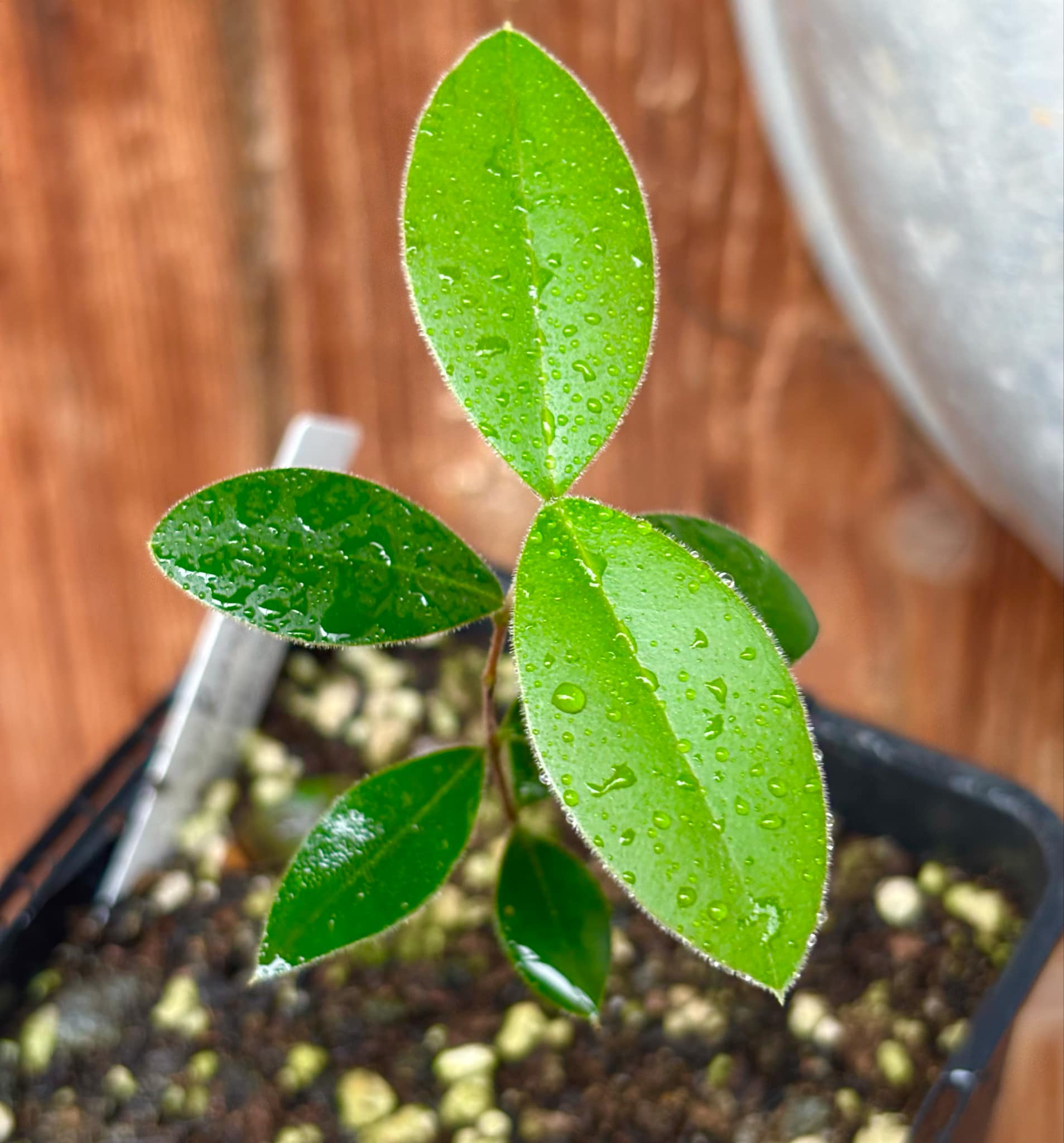 Myrcianthes pungens - Guabiju - 1 potted plant / 1 getopfte Pflanze Myrcianthes pungens - Guabiju - 1 potted plant / 1 getopfte Pflanze