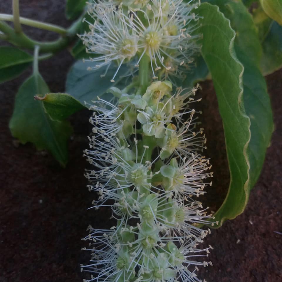 Ombu - Phytolacca dioica - 1 potted seedling / 1 getopfter Sämling