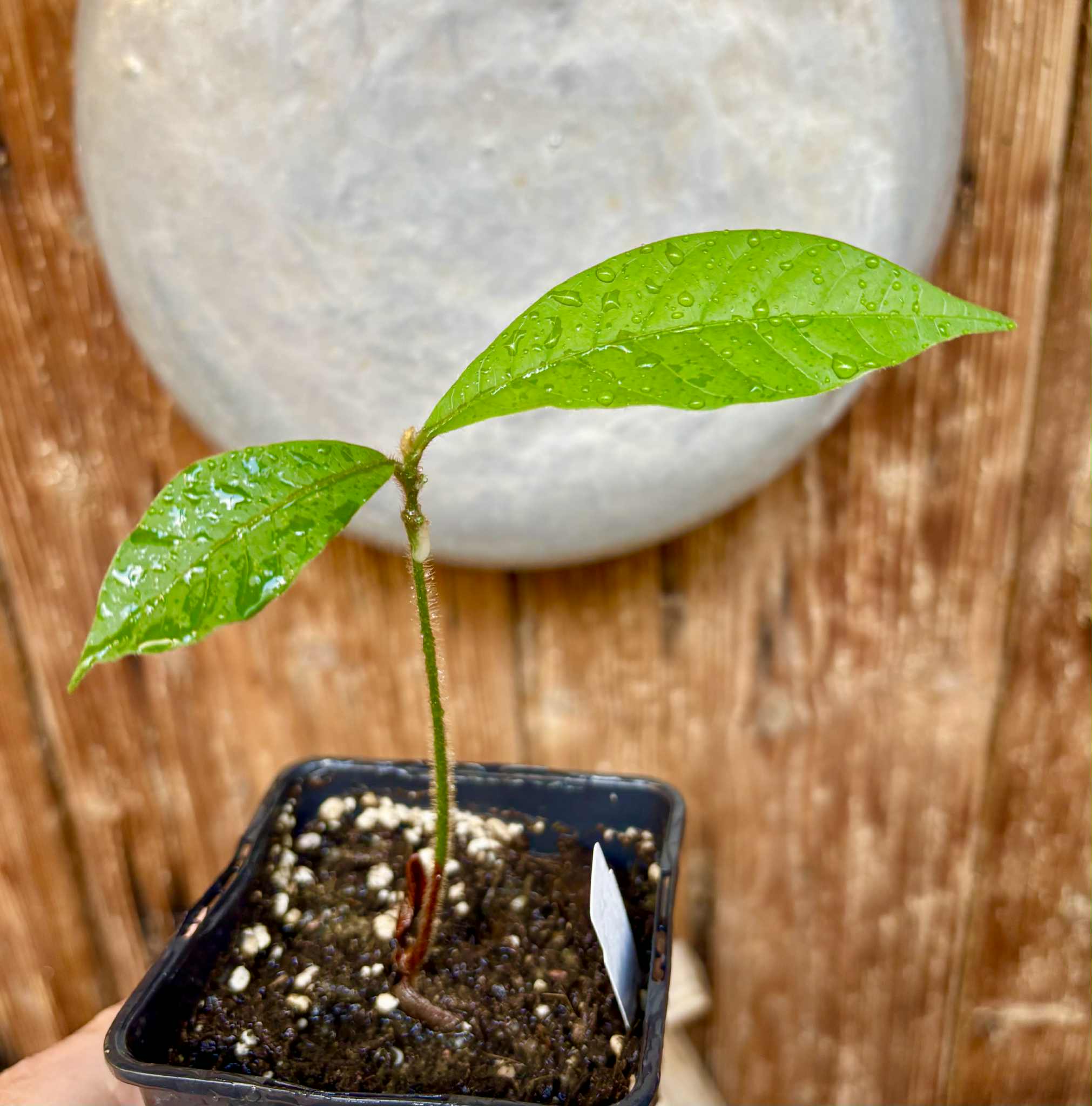 last seedling - Pouteria torta subsp. gallifructa - Abiu Pilosa - 1 potted plant / 1 getopfte Pflanze
