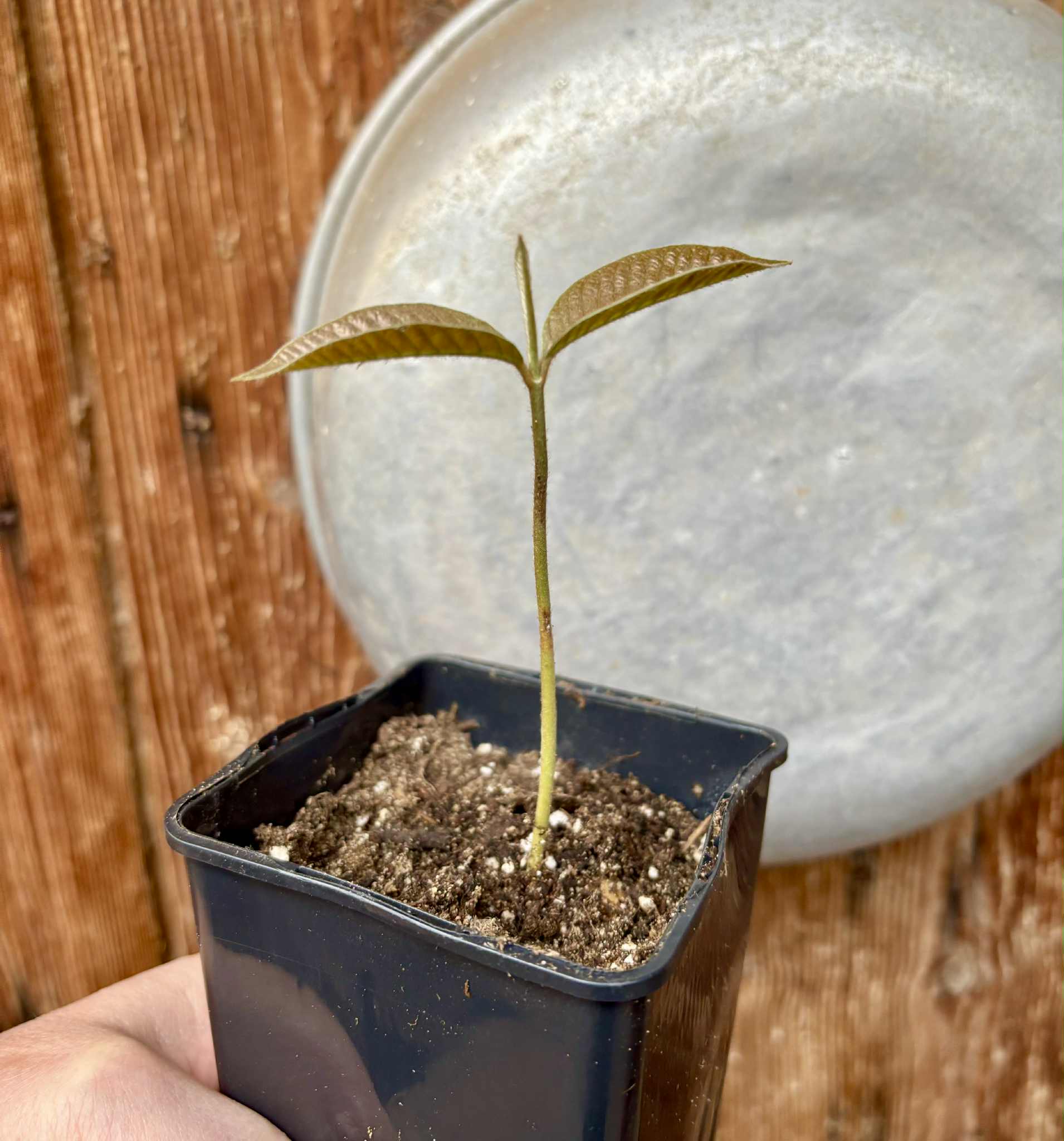 Ecclinusa sp Doce - 1 potted seedling / 1 getopfter Sämling