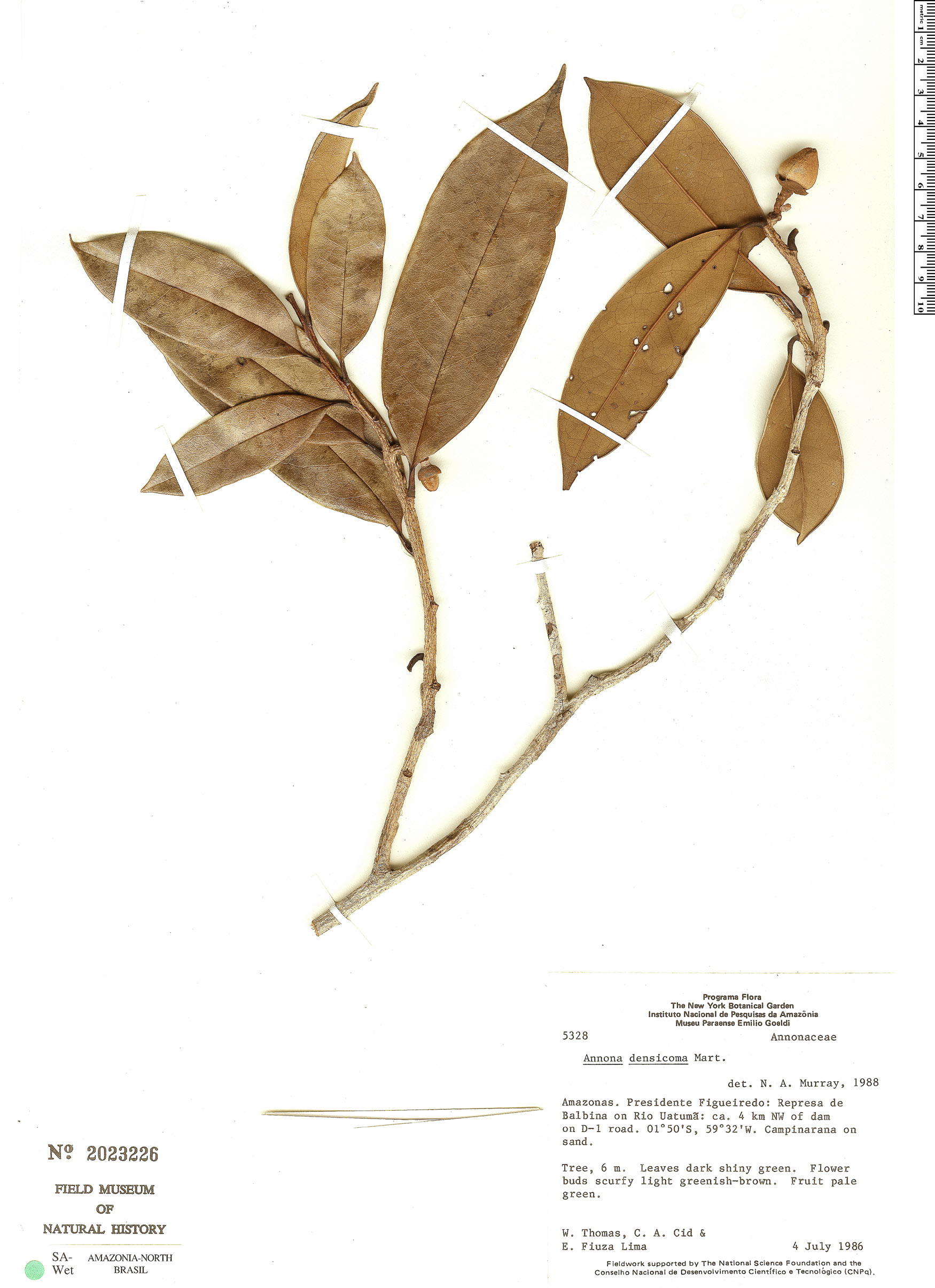 Annona densicoma  - 1 potted plant / 1 getopfte Pflanze