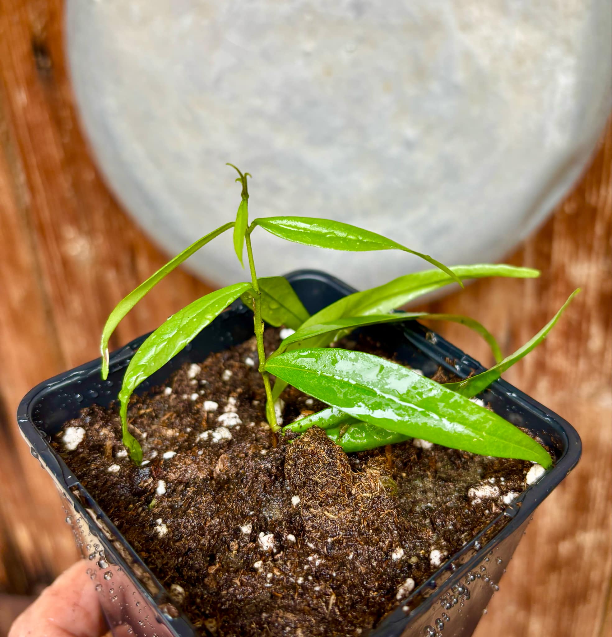 Eugenia sp sect racemosa - rooted cutting -  1 potted plant / 1 getopfte Pflanze