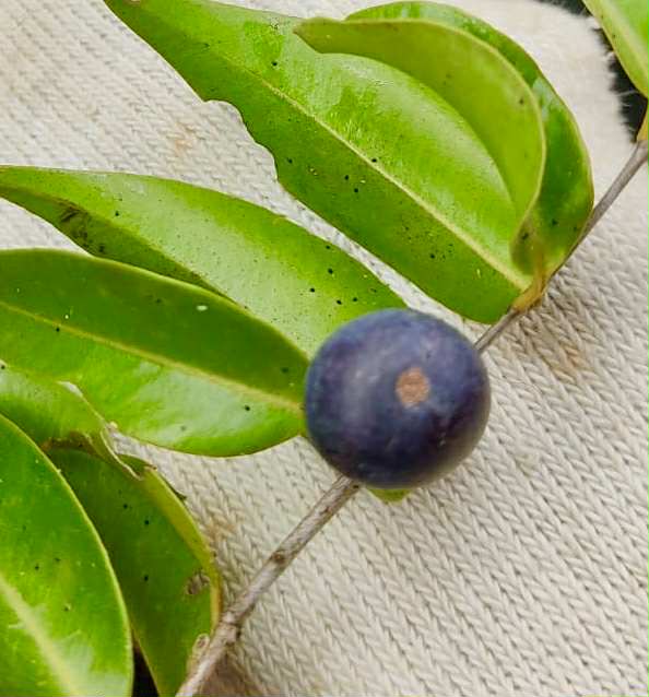 Myrciaria aff plinioides-  1 fresh seed / 1 frischer Samen