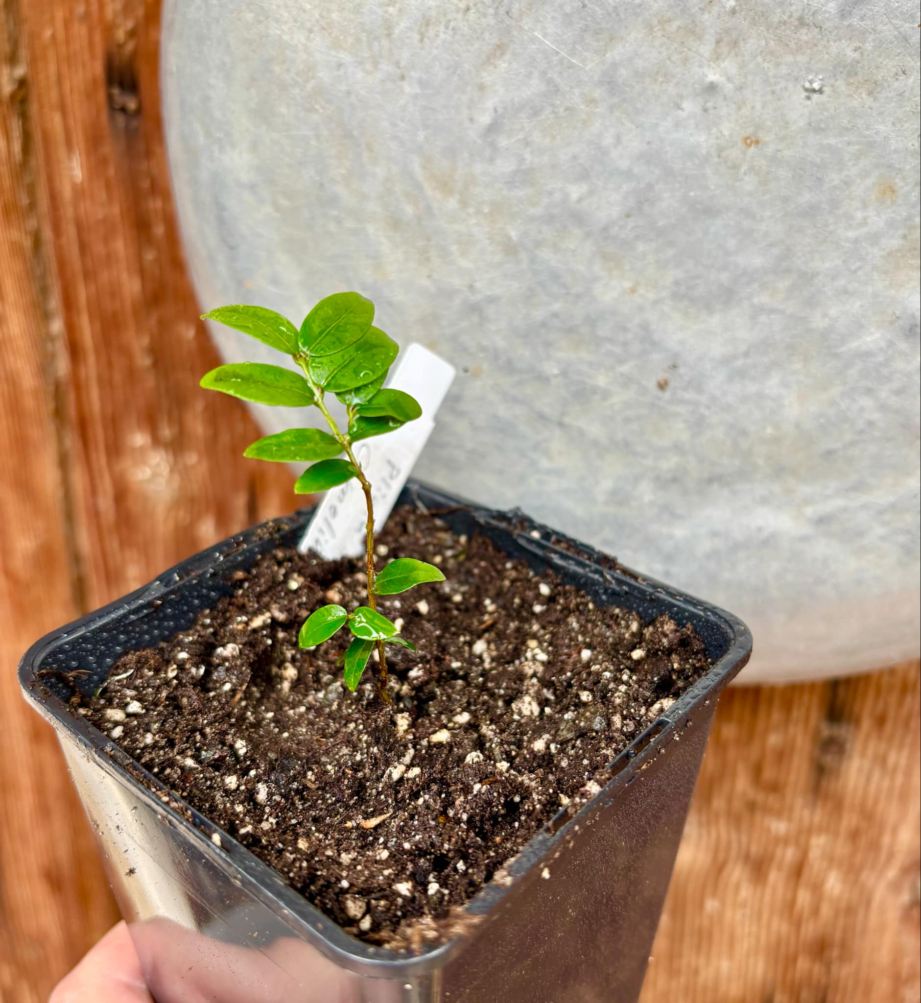 Jaboticaba - Plinia sp Canelinha Polpa branca - 1 small potted seedling / 1 kleiner, getopfter Sämling