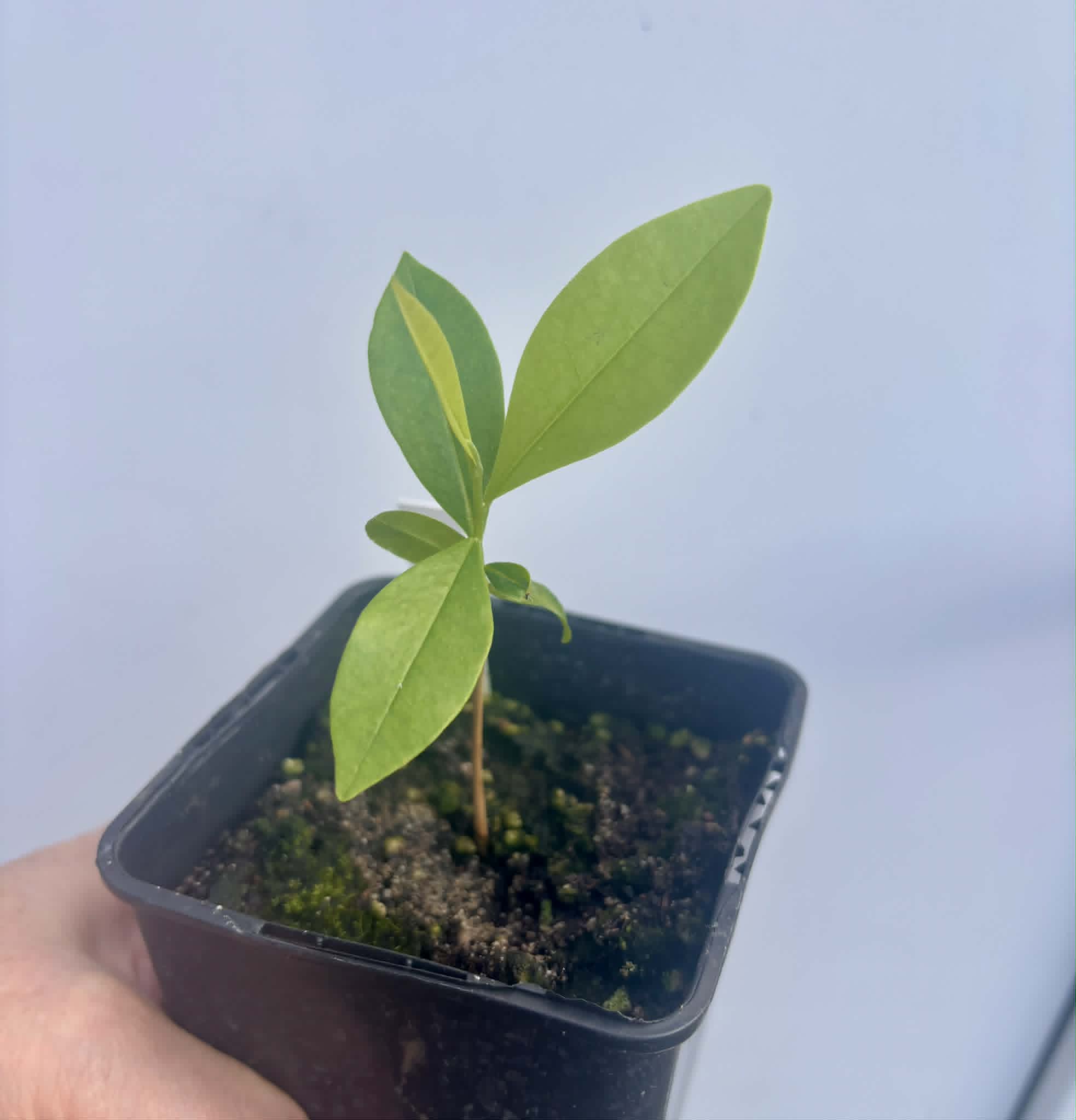 Duguetia lanceolata - Pindaiba - 1 potted seedling / 1 getopfter Sämling
