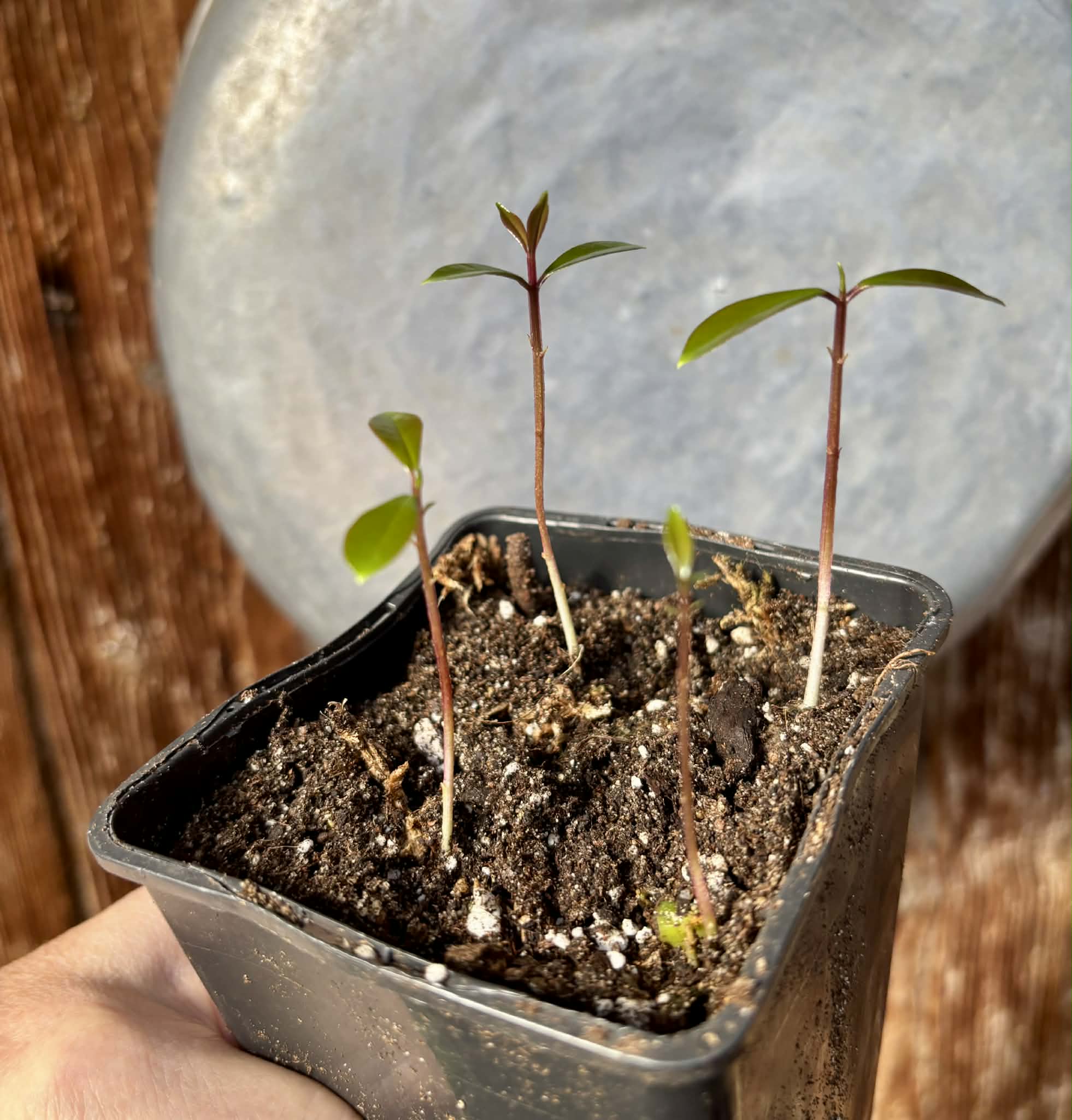 4 in 1 pot - Syzygium grande - 4 seedlings in one pot / 4 Sämlinge in einem Topf