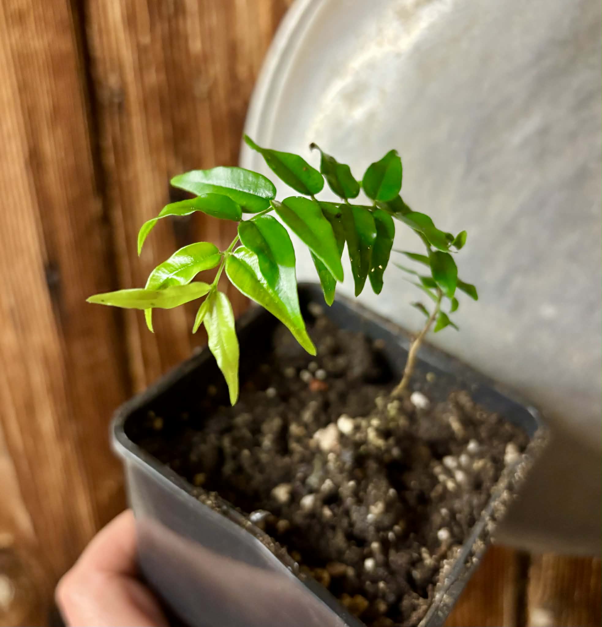 Myrciaria sp Joinville - 1 potted plant / 1 getopfte Pflanze