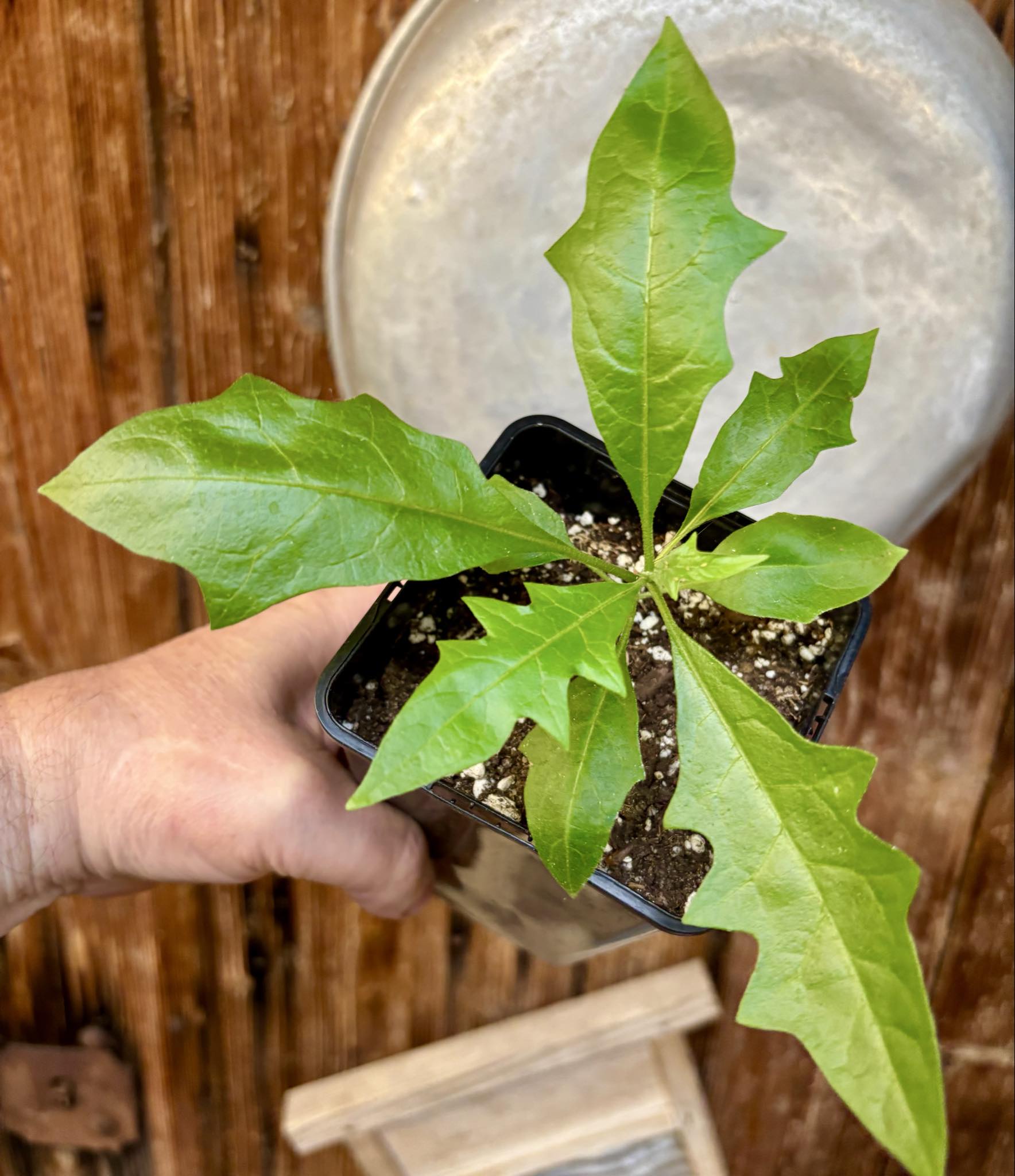 Juá do Jequitinhonha (Solanum schizandrum) - 1 potted seedling / 1 getopfter Sämling Juá do Jequitinhonha (Solanum schizandrum) - 1 potted seedling / 1 getopfter Sämling