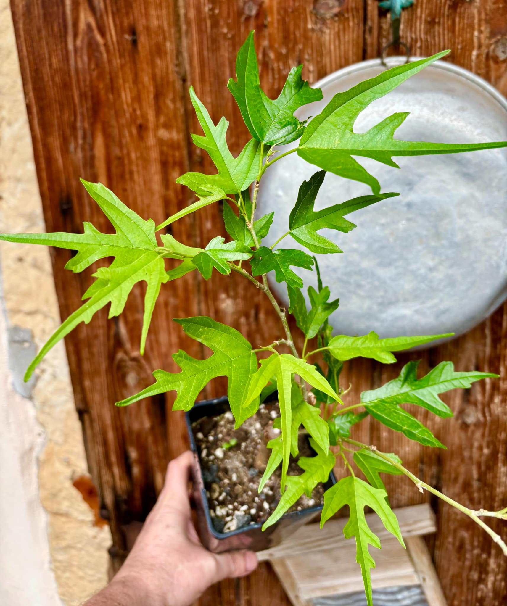 Mulberry Chicken Claw (Morus trilobata) - 1 grafted, potted plant / 1 veredelte, getopfte Pflanze