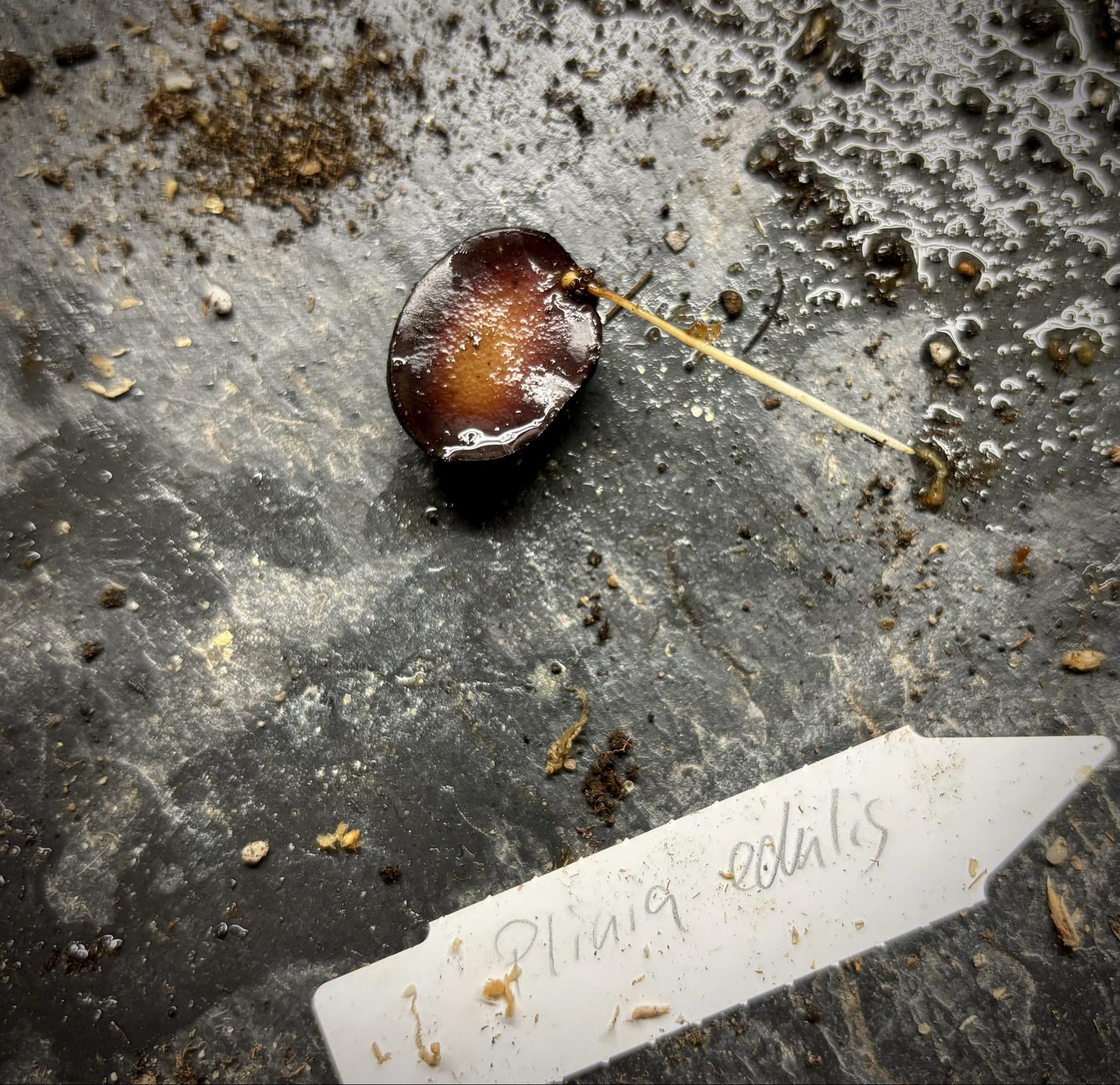 Cambuca (Plinia edulis) - 1 germinated seed / 1 gekeimter Samen