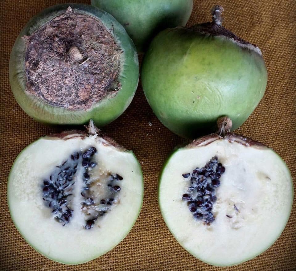Fruta do Lobo - Wolf Apple (Solanum lycocarpum) - 1 fresh seed / 1 frischer Samen