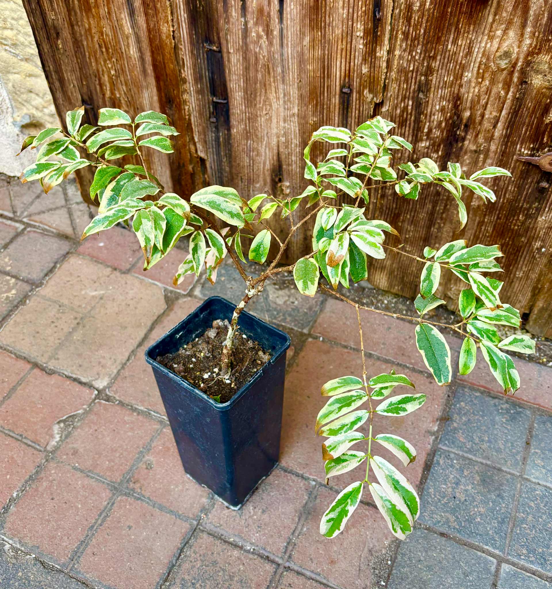 variegated Jaboticaba "Paulista" grafted -   1 potted plant / 1 getopfte Pflanze
