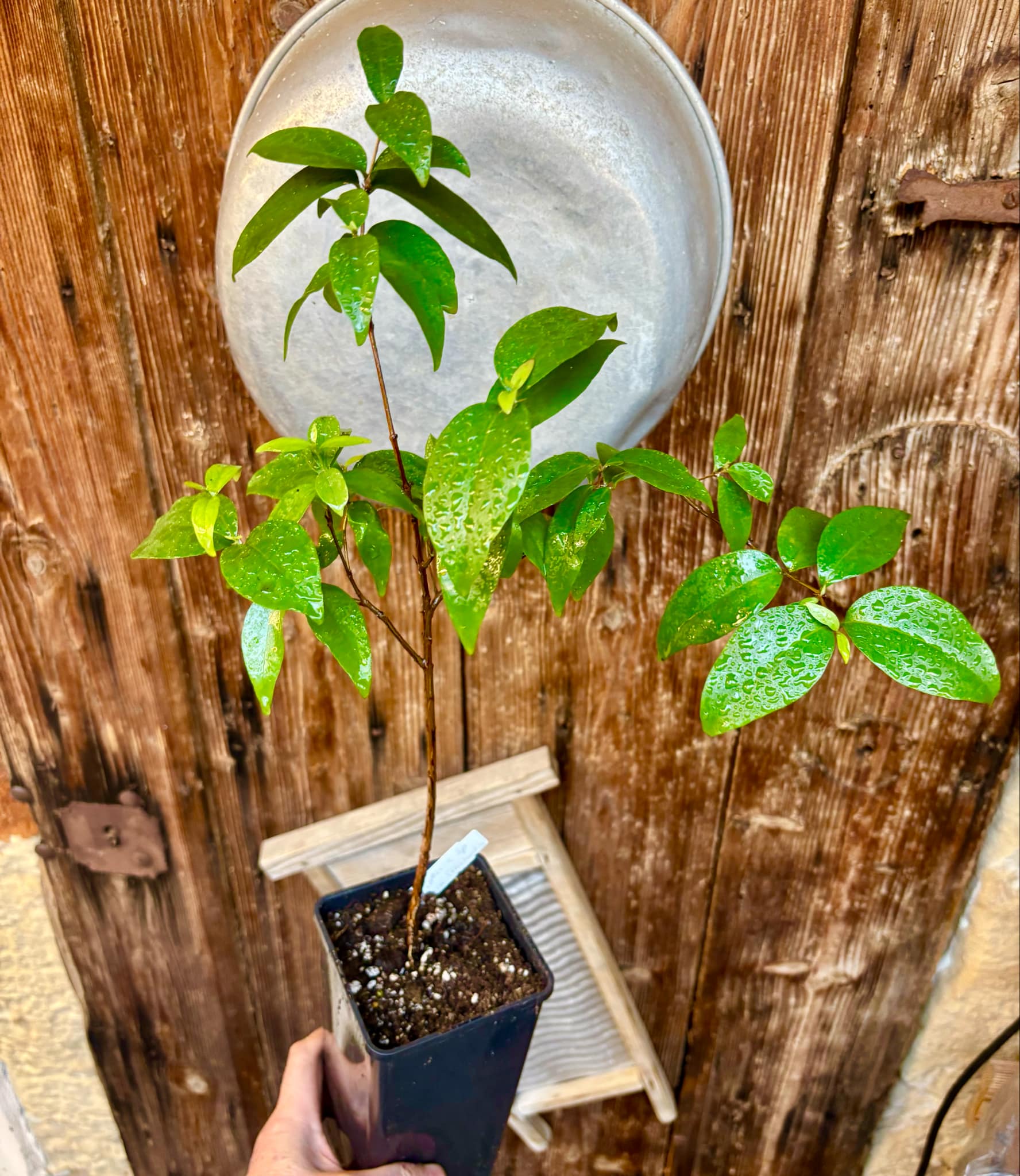 Eugenia sp Laranja Serralandia - 1 potted plant / 1 getopfte Pflanze
