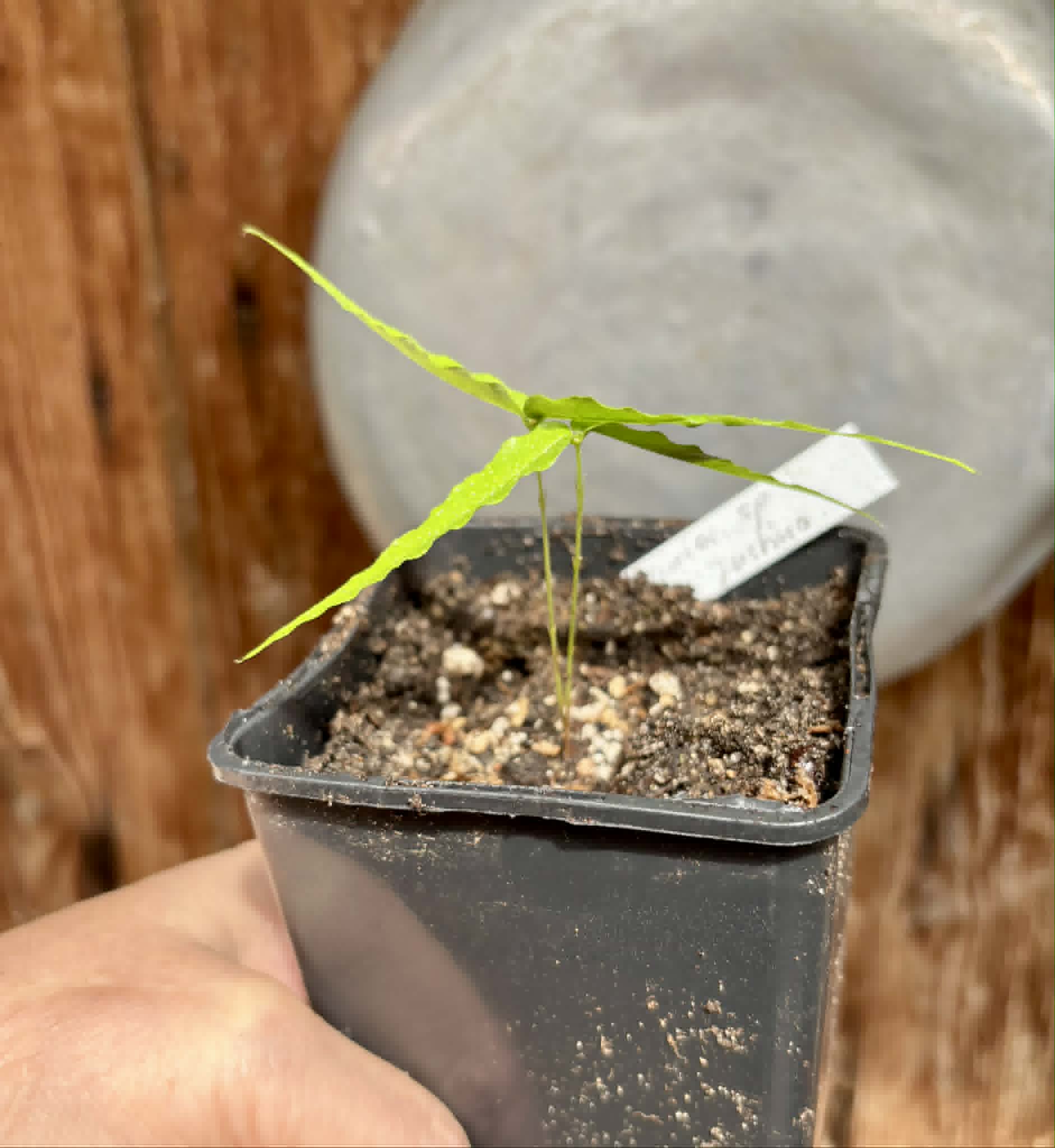 Plinia sp UNA justino -  1 potted seedling / 1 getopfter Sämling