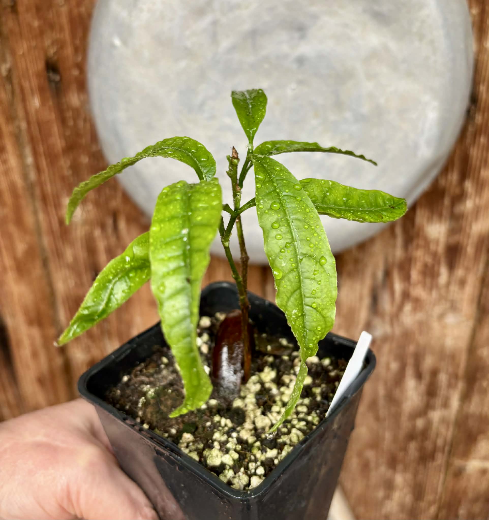 Abiu (Pouteria caimito) - 1 potted plant / 1 getopfte Pflanze