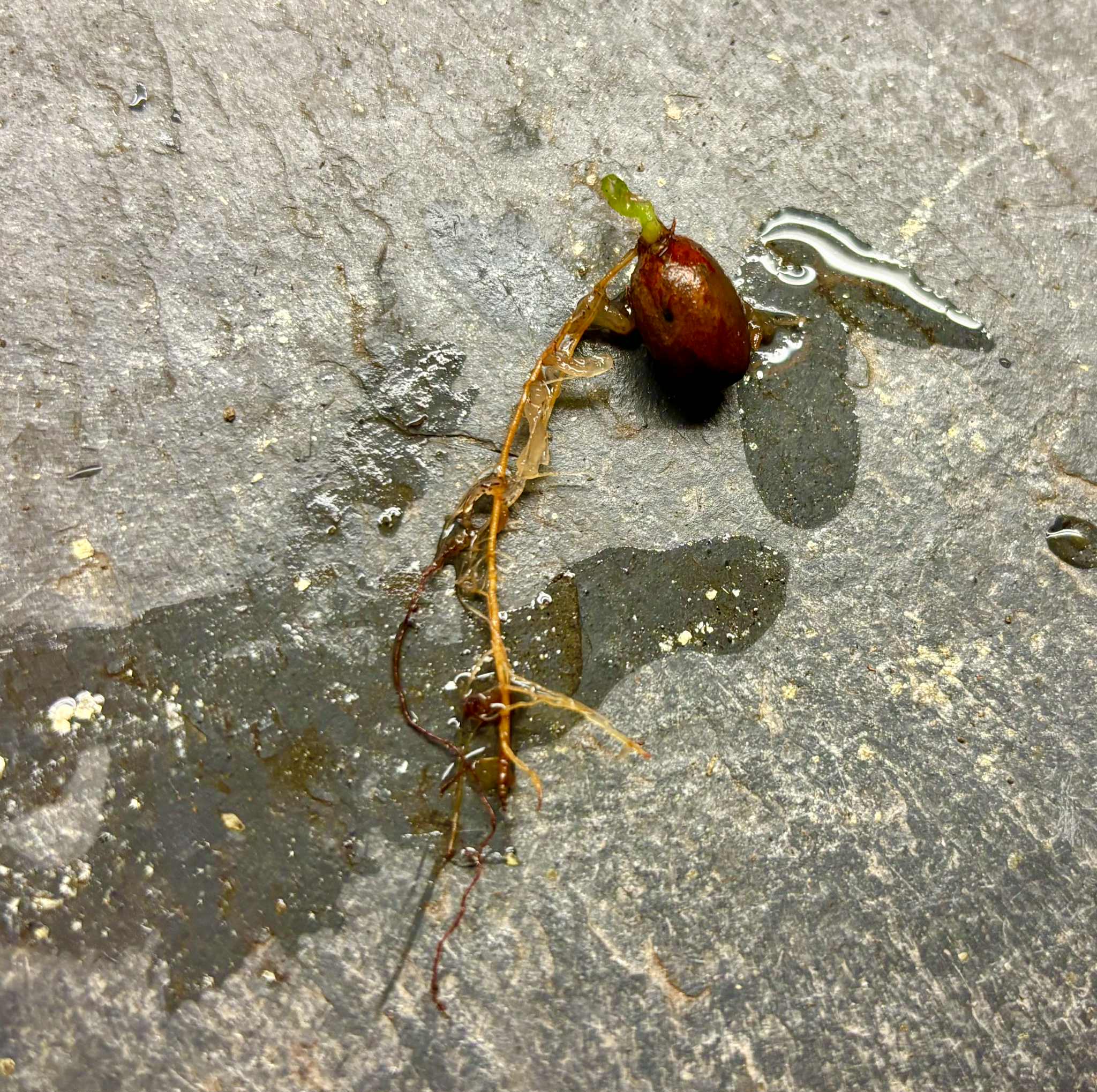 Mão do Cachorro (Perebea mollis) - 1 germinated seed / 1 gekeimter Samen