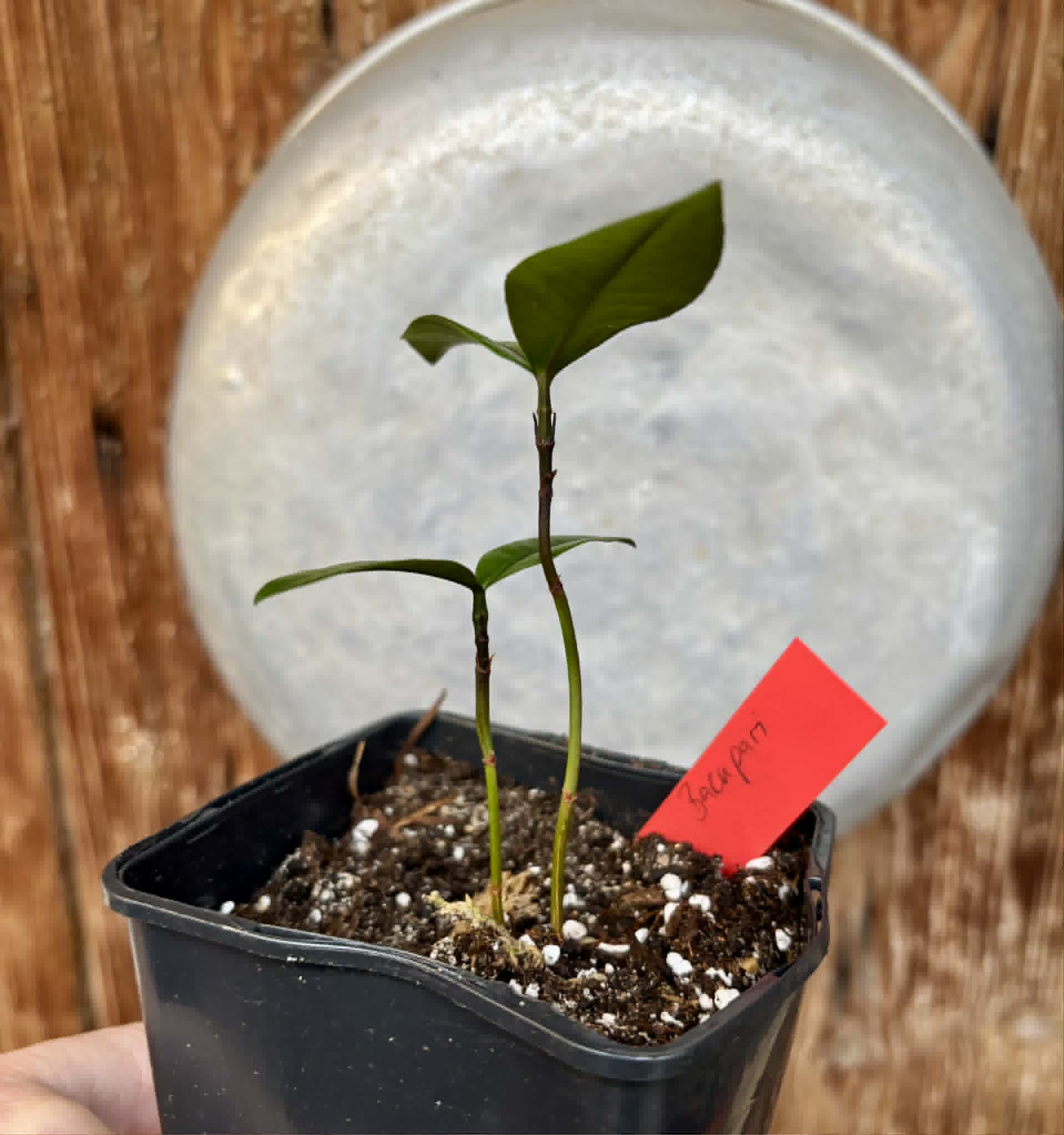 Bacupari  (Garcinia brasiliensis) -  1 potted seedling / 1 getopfter Sämling