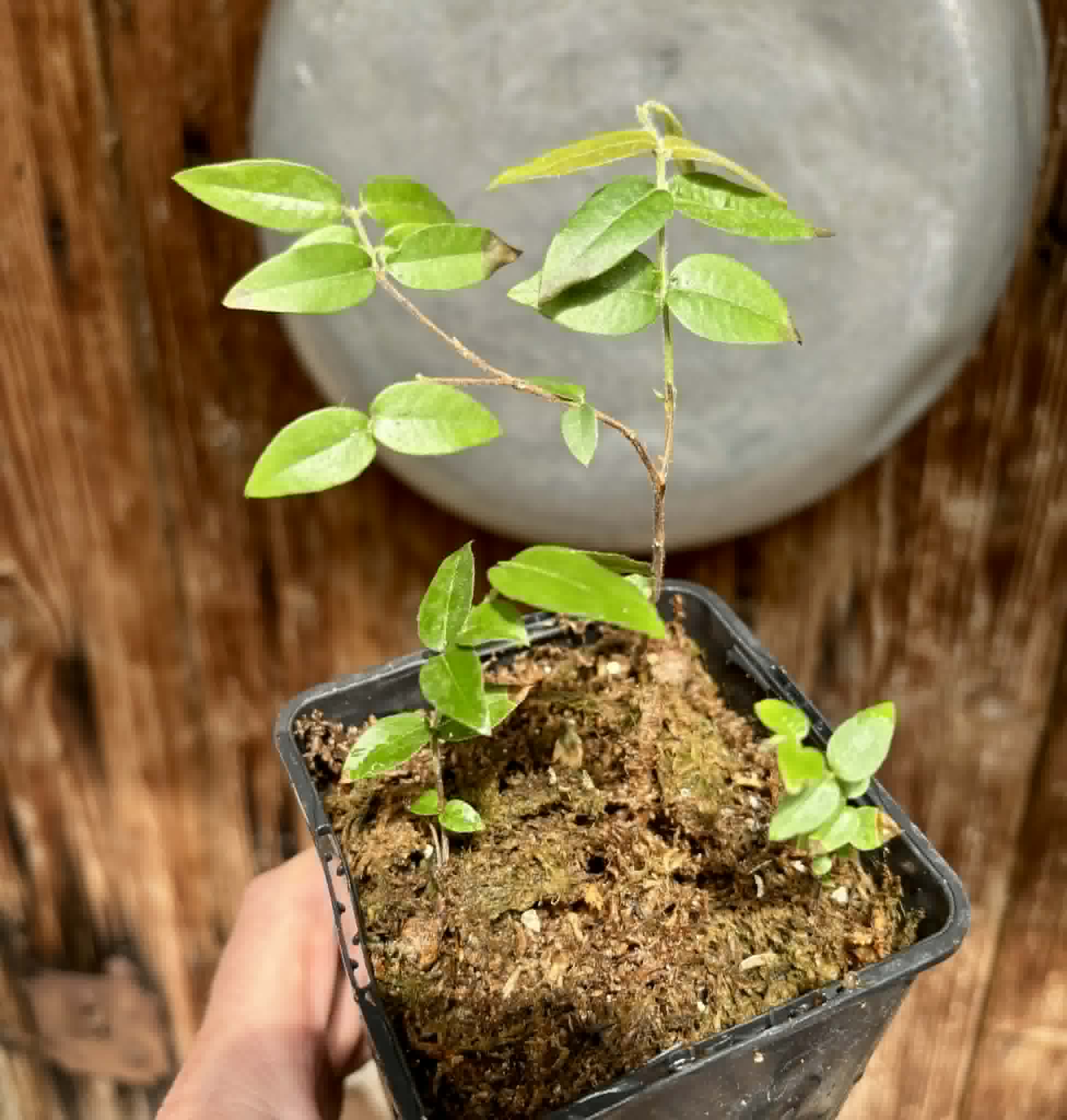 3 in 1 pot - Myrciaria sp Cabeludinha preta (Blue Glomerata) - 3 seedlings in one pot / 3 Sämlinge in einem Topf