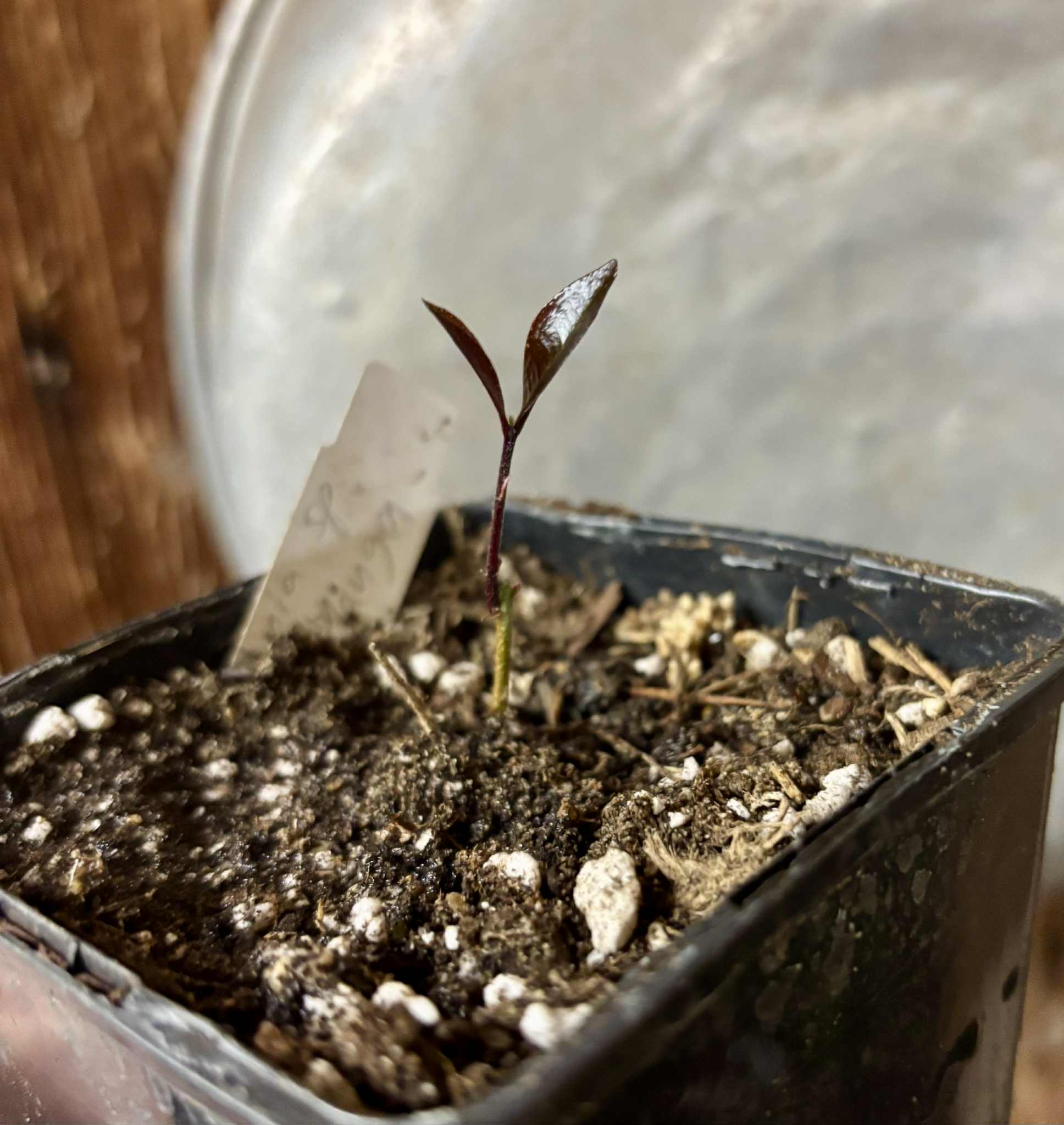 Eugenia sp Sabor Manga - 1 potted seedling / 1 getopfter Sämling