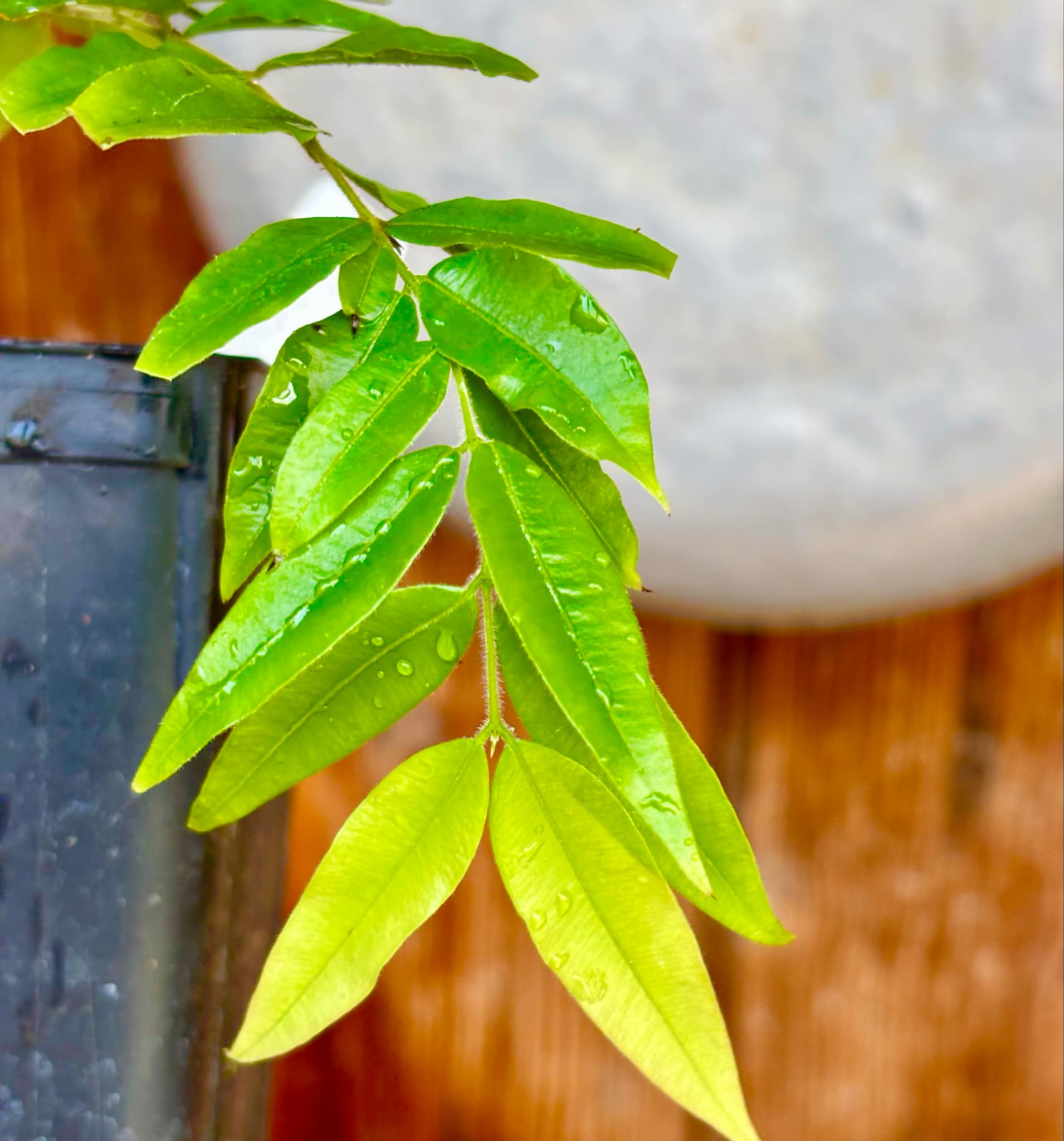 Myrciaria plinioides - 1 potted plant / 1 getopfte Pflanze Myrciaria plinioides - 1 potted plant / 1 getopfte Pflanze
