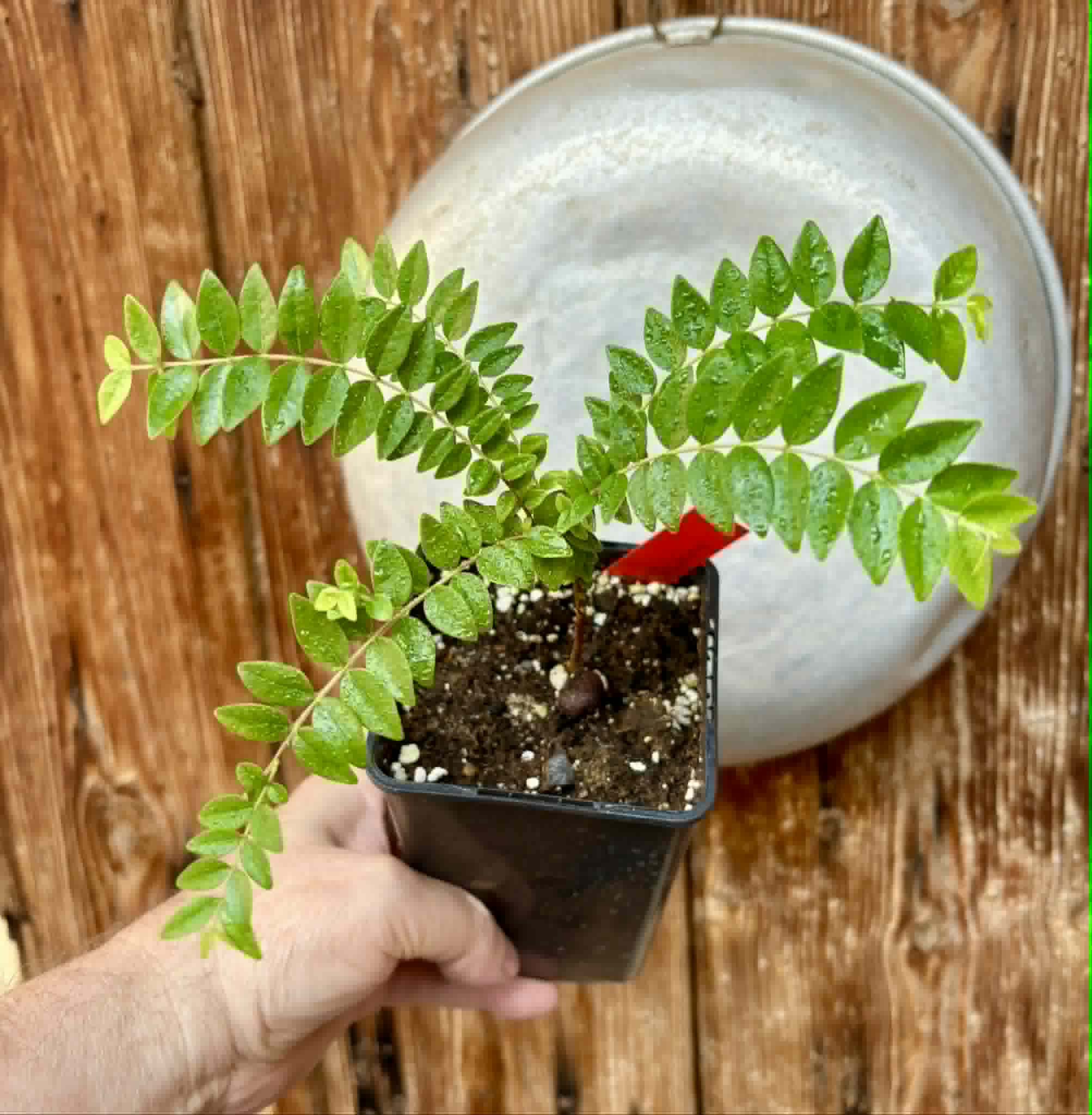 Myrciaria sp Pastora - 1 potted seedling / 1 getopfter Sämling