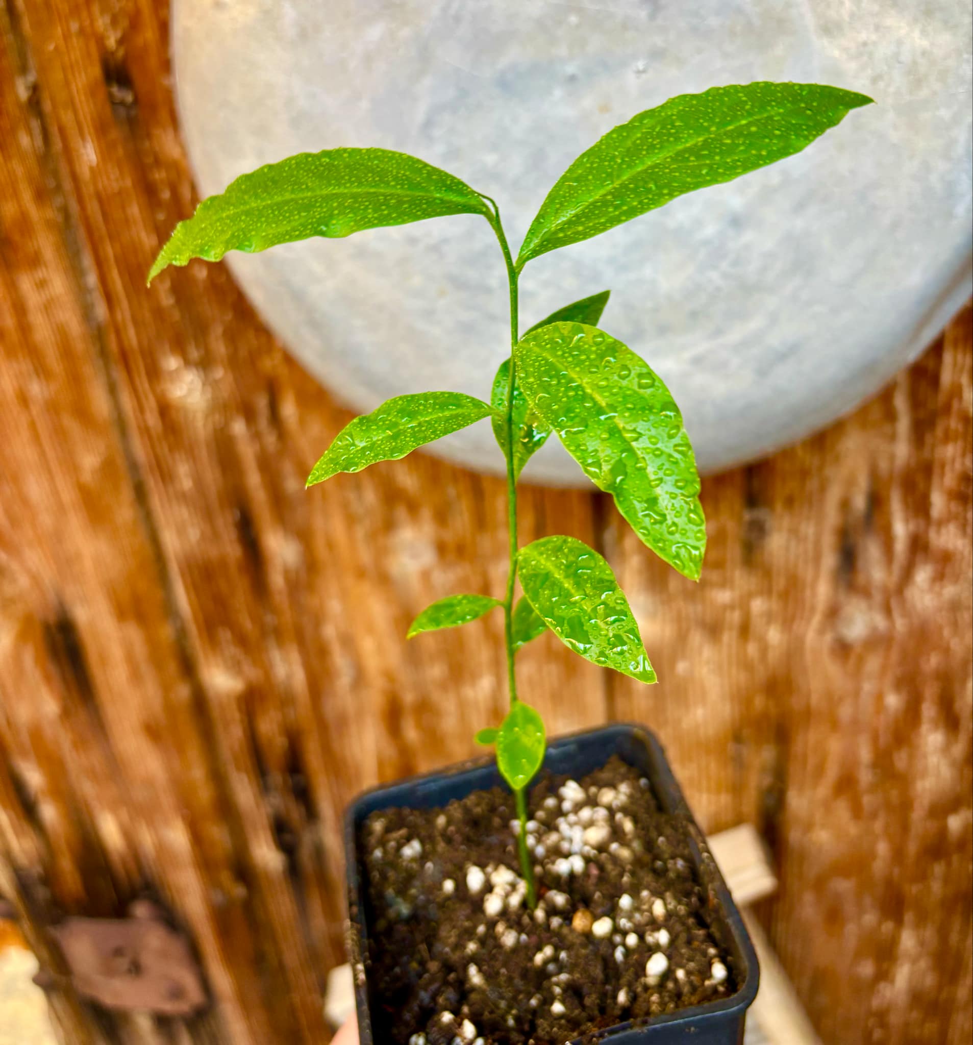 Ximenia americana - Ameixa da Caatinga - 1 potted seedling / 1 getopfter Sämling