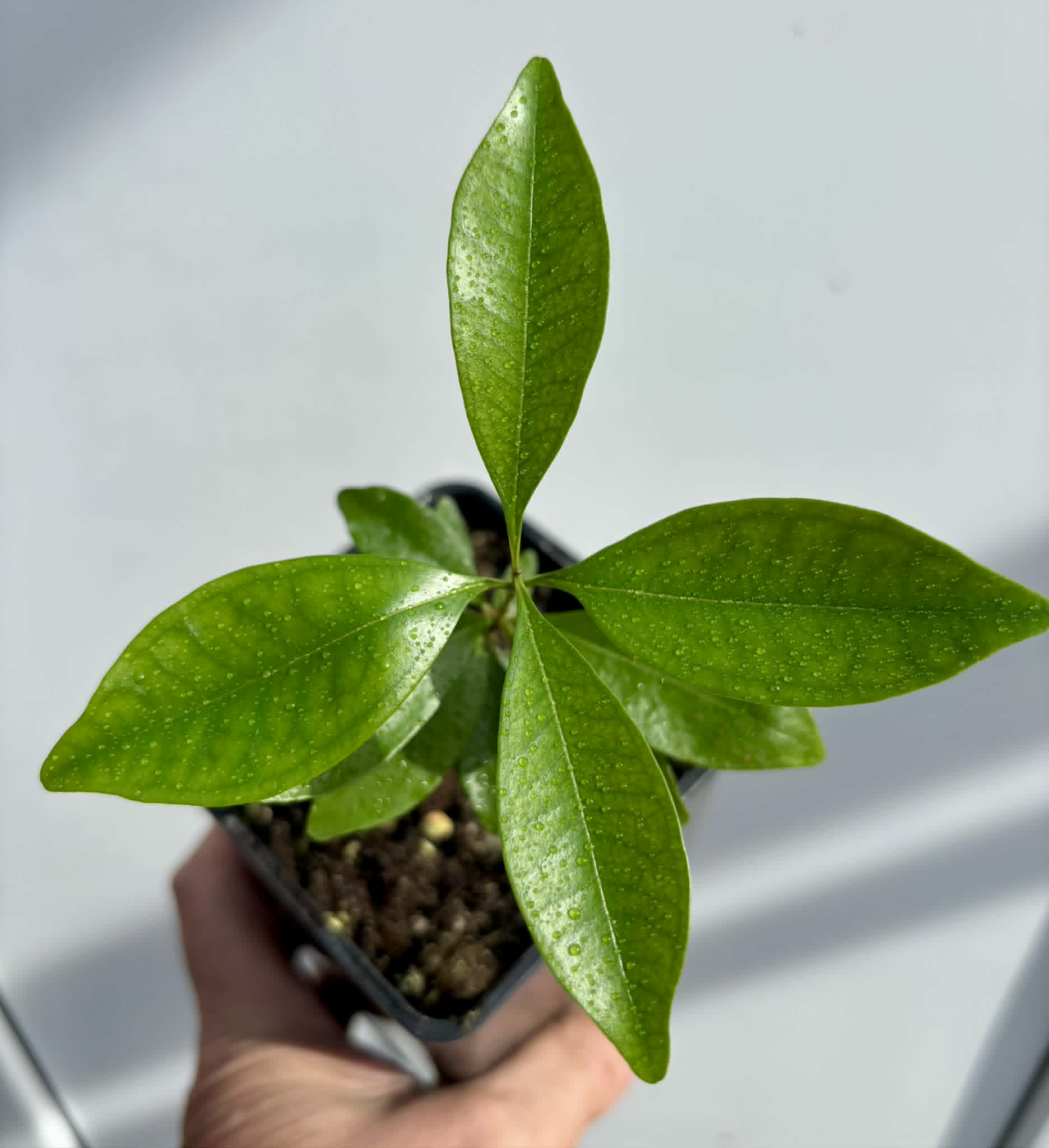 Eugenia sp Nova Rio Guari - 1 potted seedling / 1 getopfter Sämling