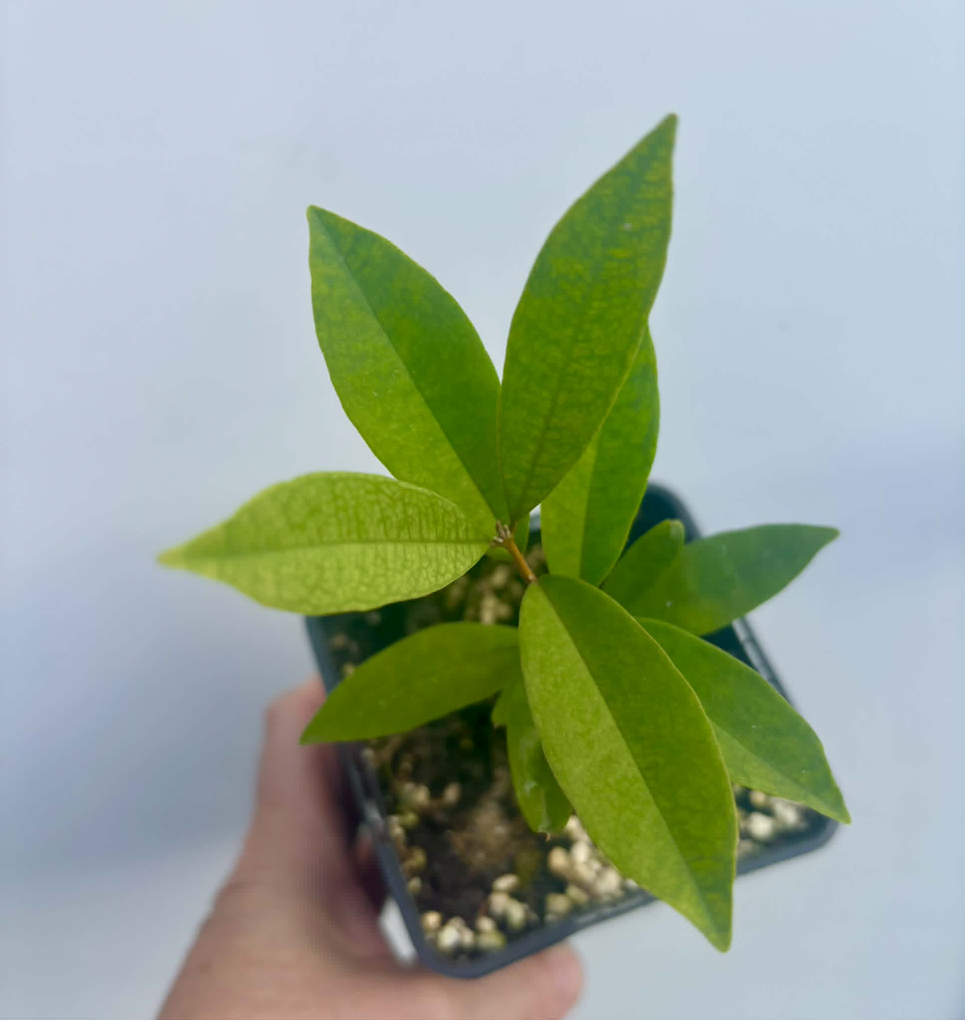Eugenia sp Roxa do Rio - 1 potted seedling / 1 getopfter Sämling