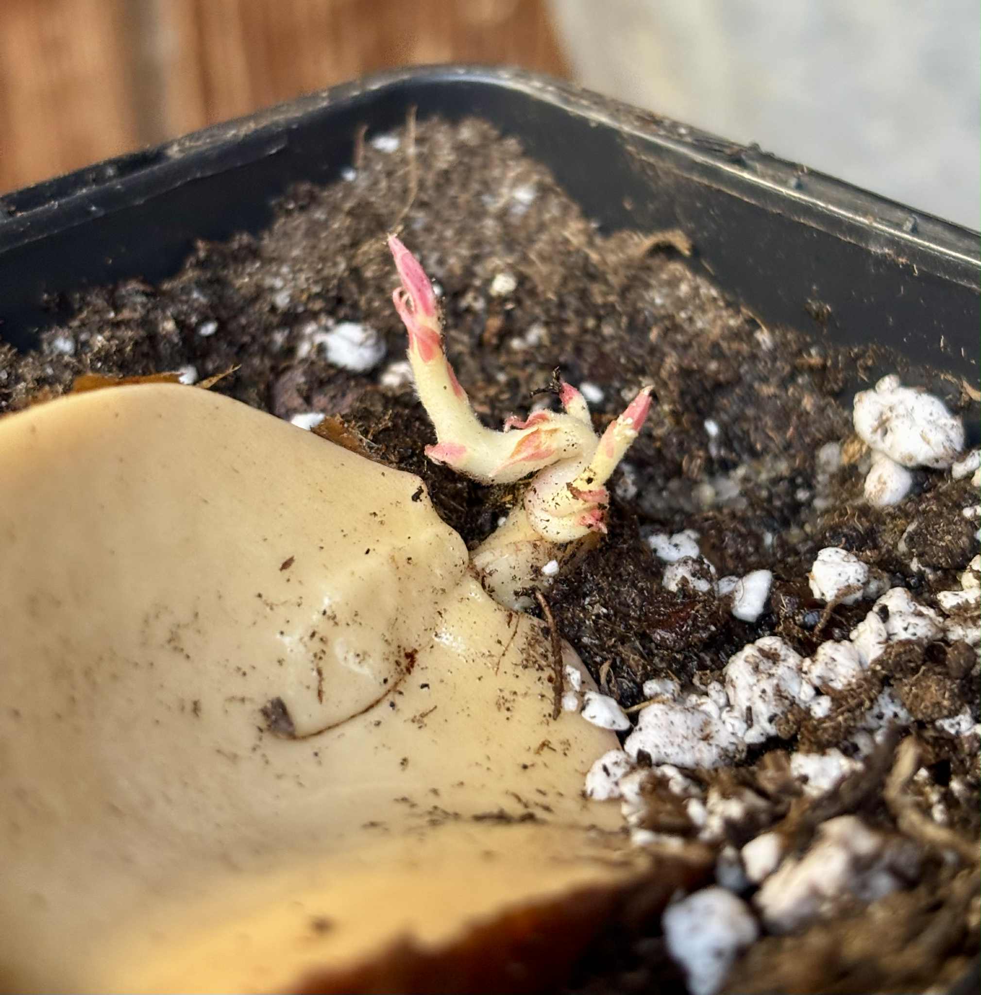 3 shots - Plinia longiacuminata Nr. 4 -  1 potted seedling / 1 getopfter Sämling