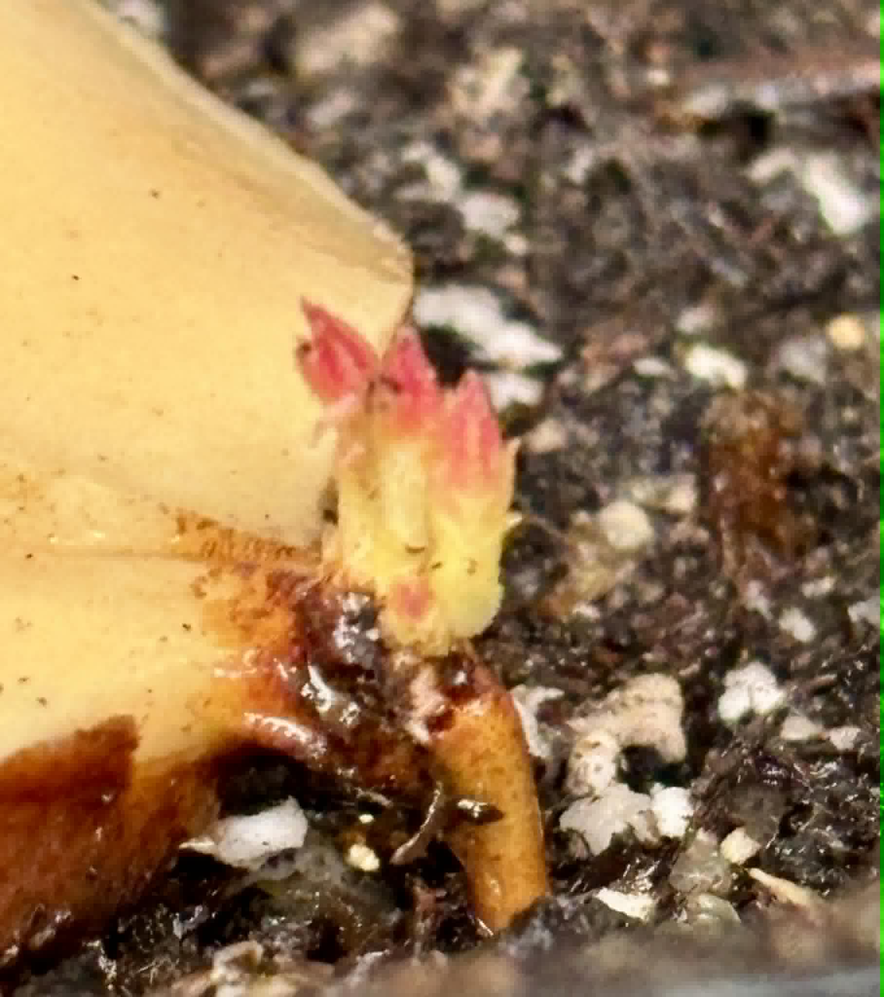 3 shots - Plinia longiacuminata -  1 potted seedling / 1 getopfter Sämling
