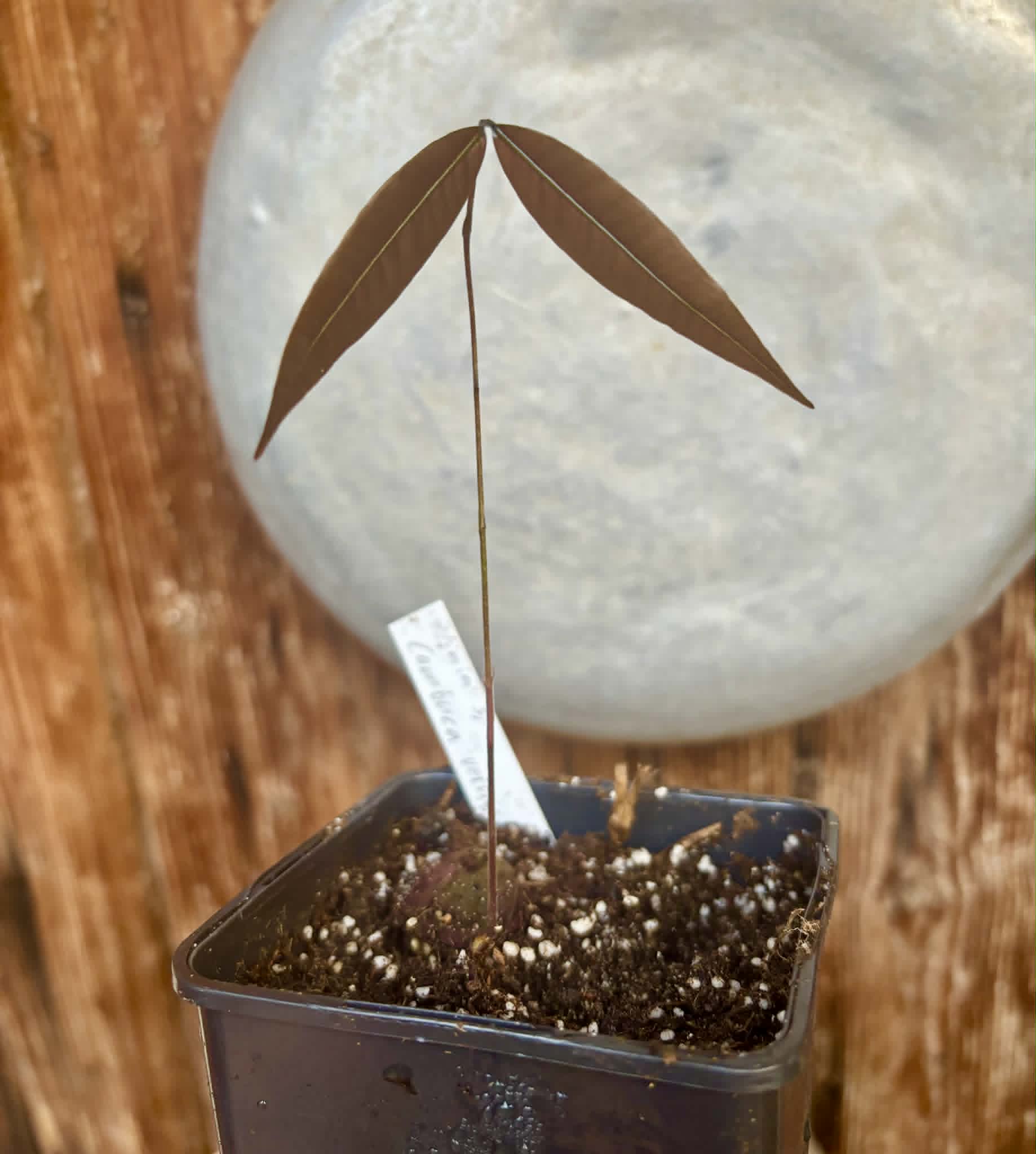 Plinia sp Cambuca vermelha -  1 potted seedling / 1 getopfter Sämling