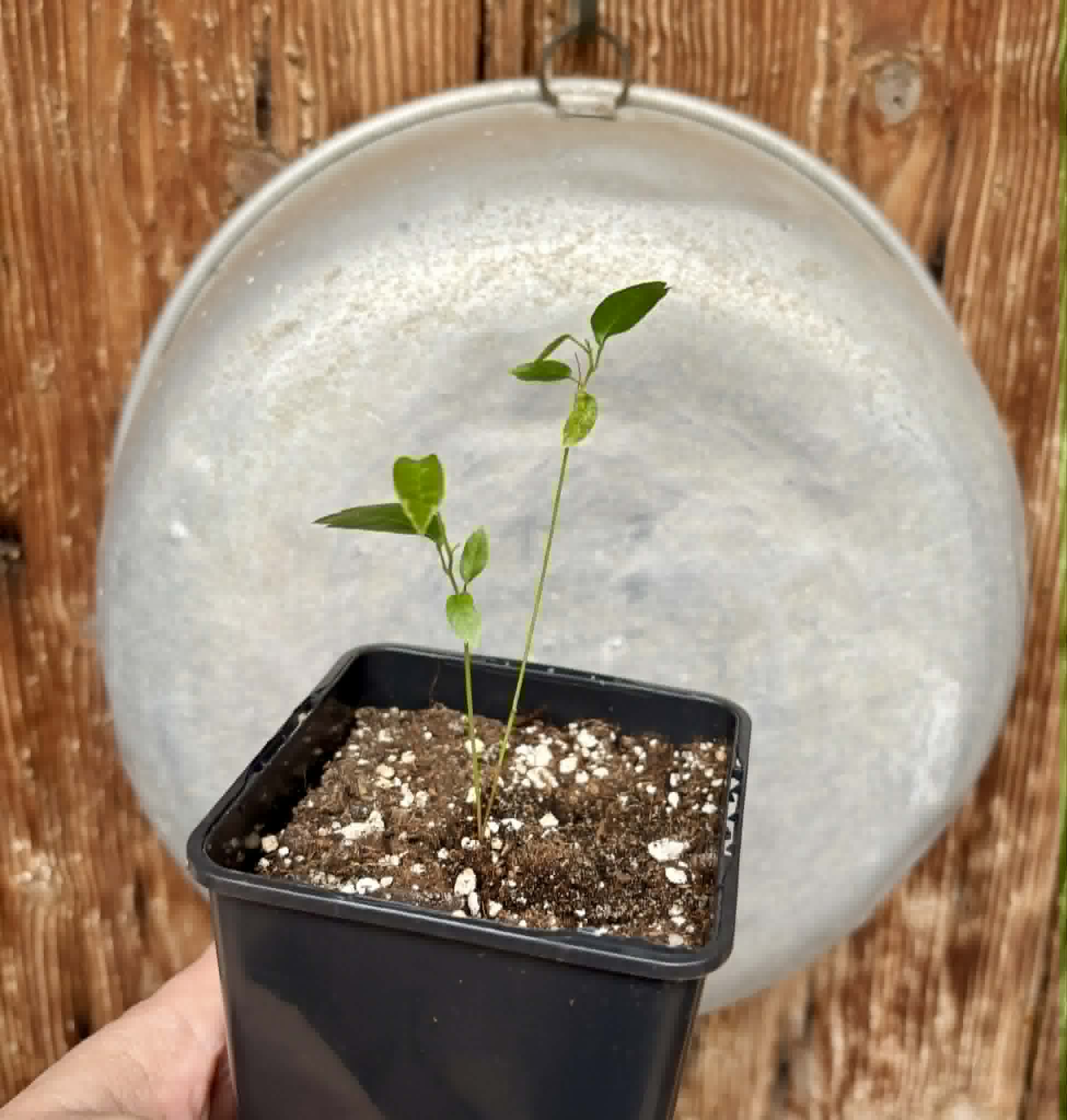 Guaraná (Paullinia cupana) - 1 small potted seedling / 1 kleiner, getopfter Sämling
