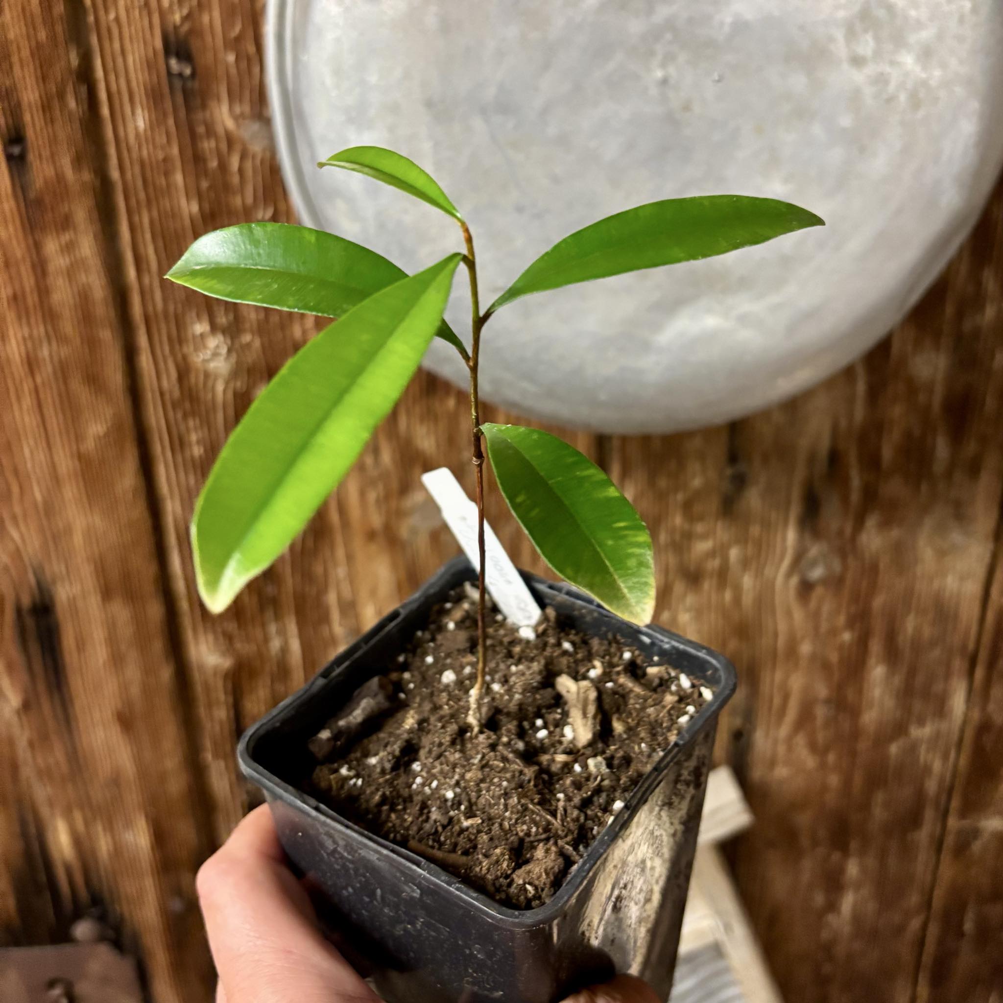 Diploon sp Uva de Leite  -  1 potted plant / 1 getopfte Pflanze Diploon sp Uva de Leite  -  1 potted plant / 1 getopfte Pflanze