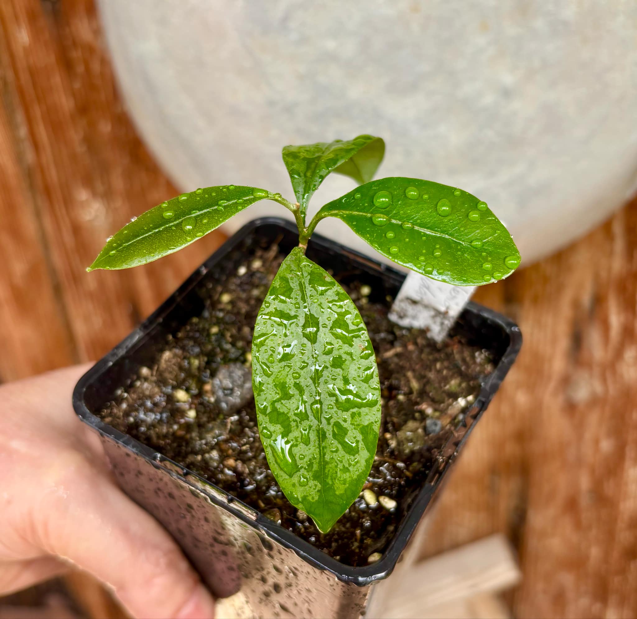 Pouteria cuspidata - 1 small potted seedling / 1 kleiner, getopfter Sämling Pouteria cuspidata - 1 small potted seedling / 1 kleiner, getopfter Sämling