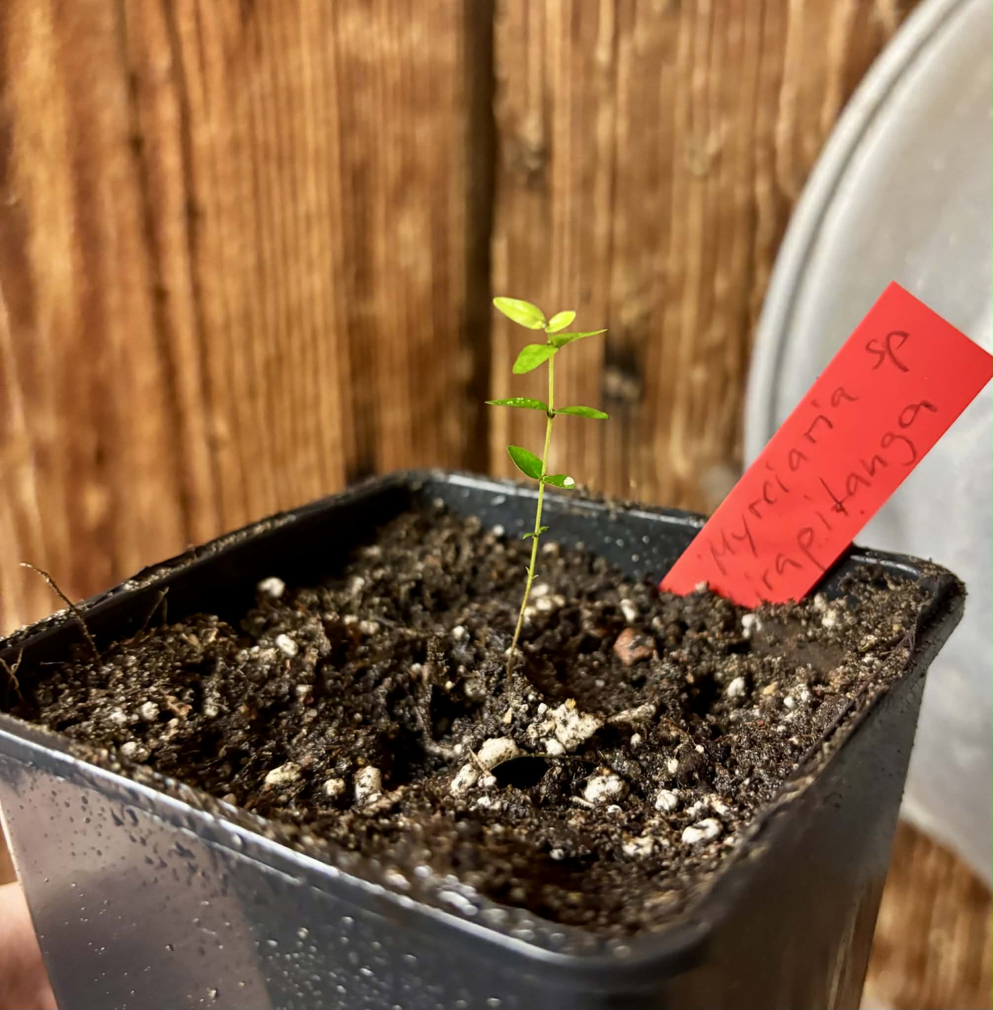 Myrciaria sp Ibirapitanga -  1 potted seedling / 1 getopfter Sämling