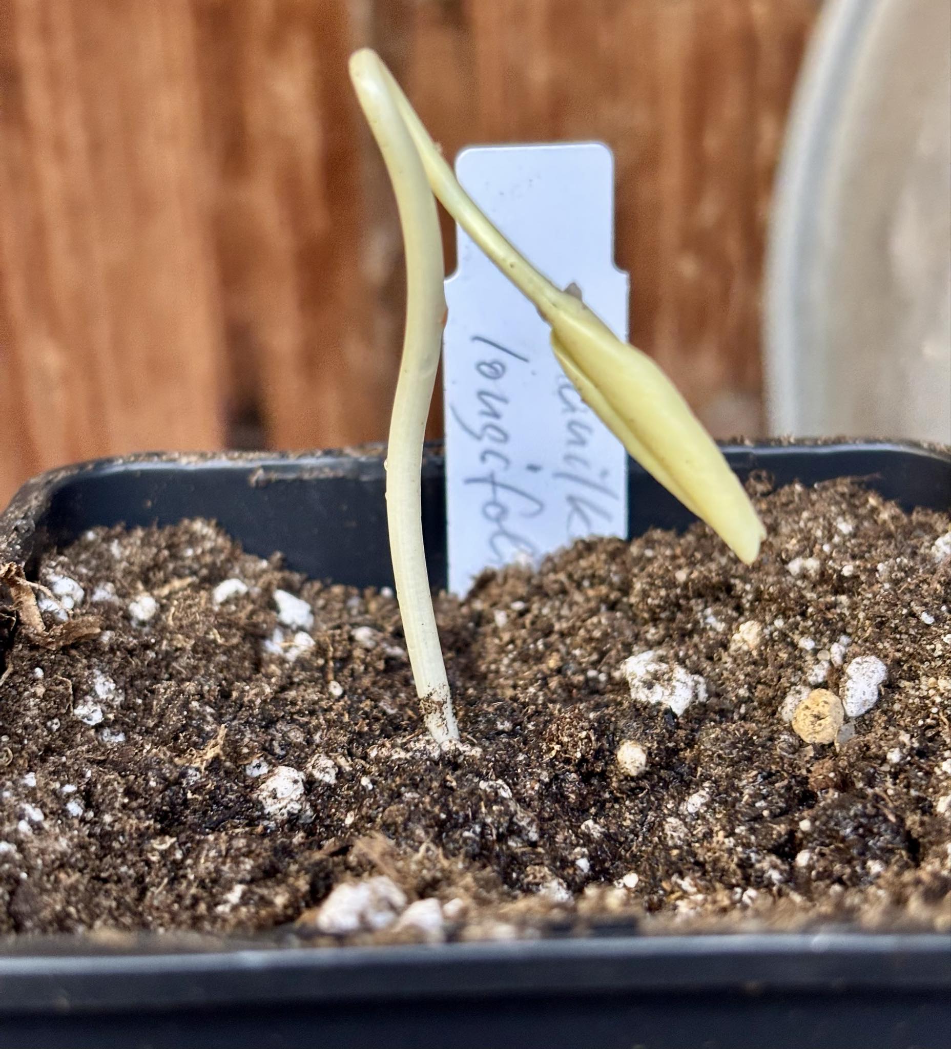 Manilkara longifolia - 1 potted seedling / 1 getopfter Sämling