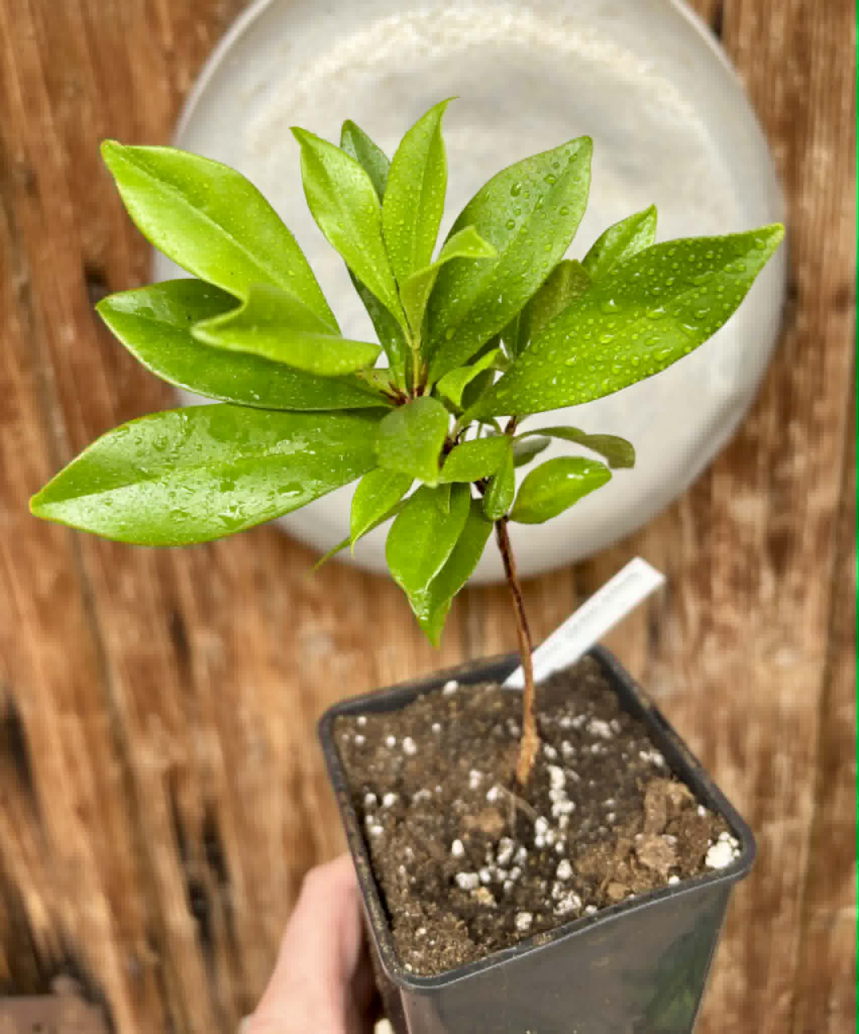 over 1 year old - Yellow Grumixama (Eugenia brasiliensis var. leucocarpa) - 1 potted plant / 1 getopfte Pflanze