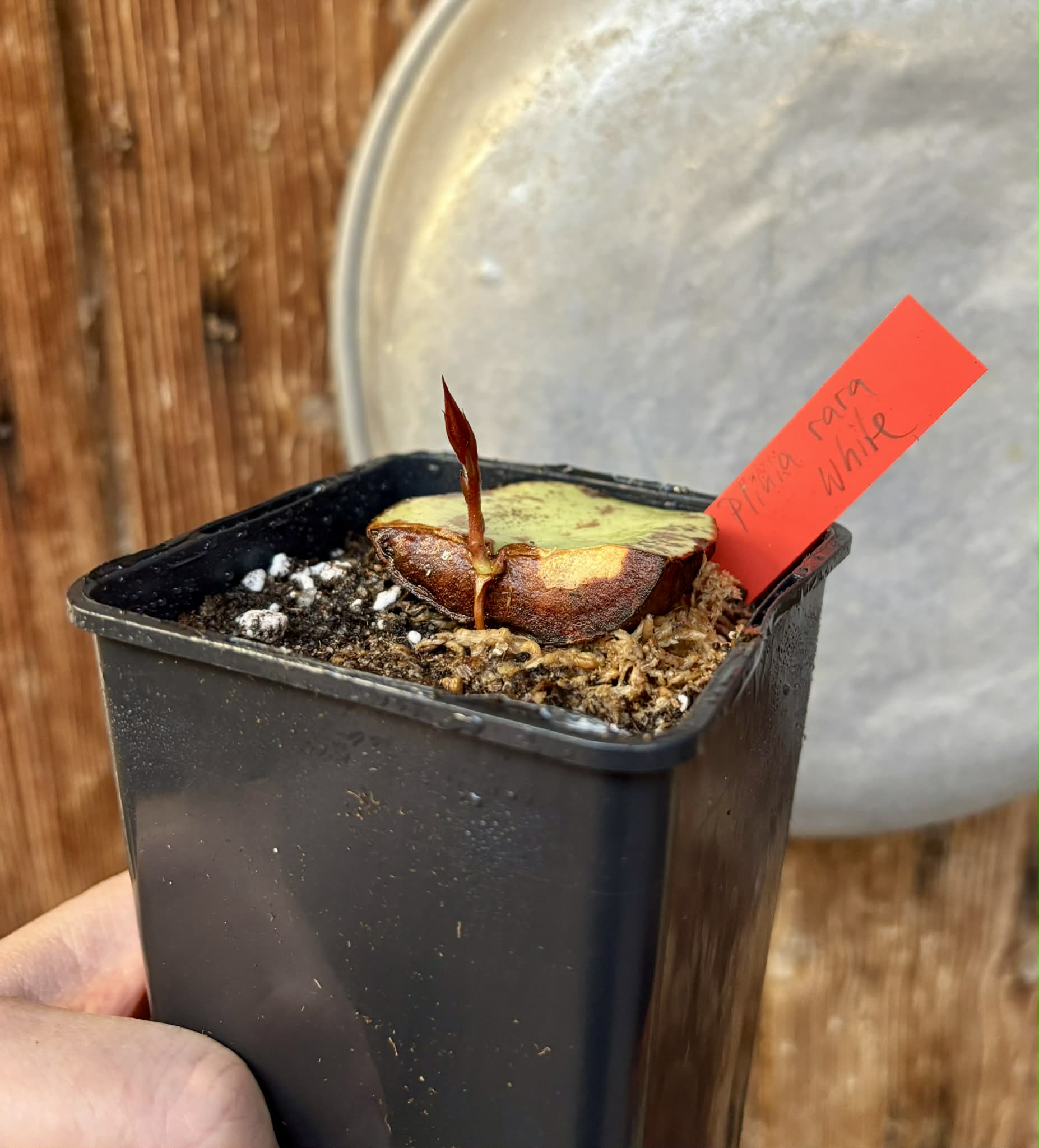 Plinia rara var. WHITE -  1 potted seedling / 1 getopfter Sämling