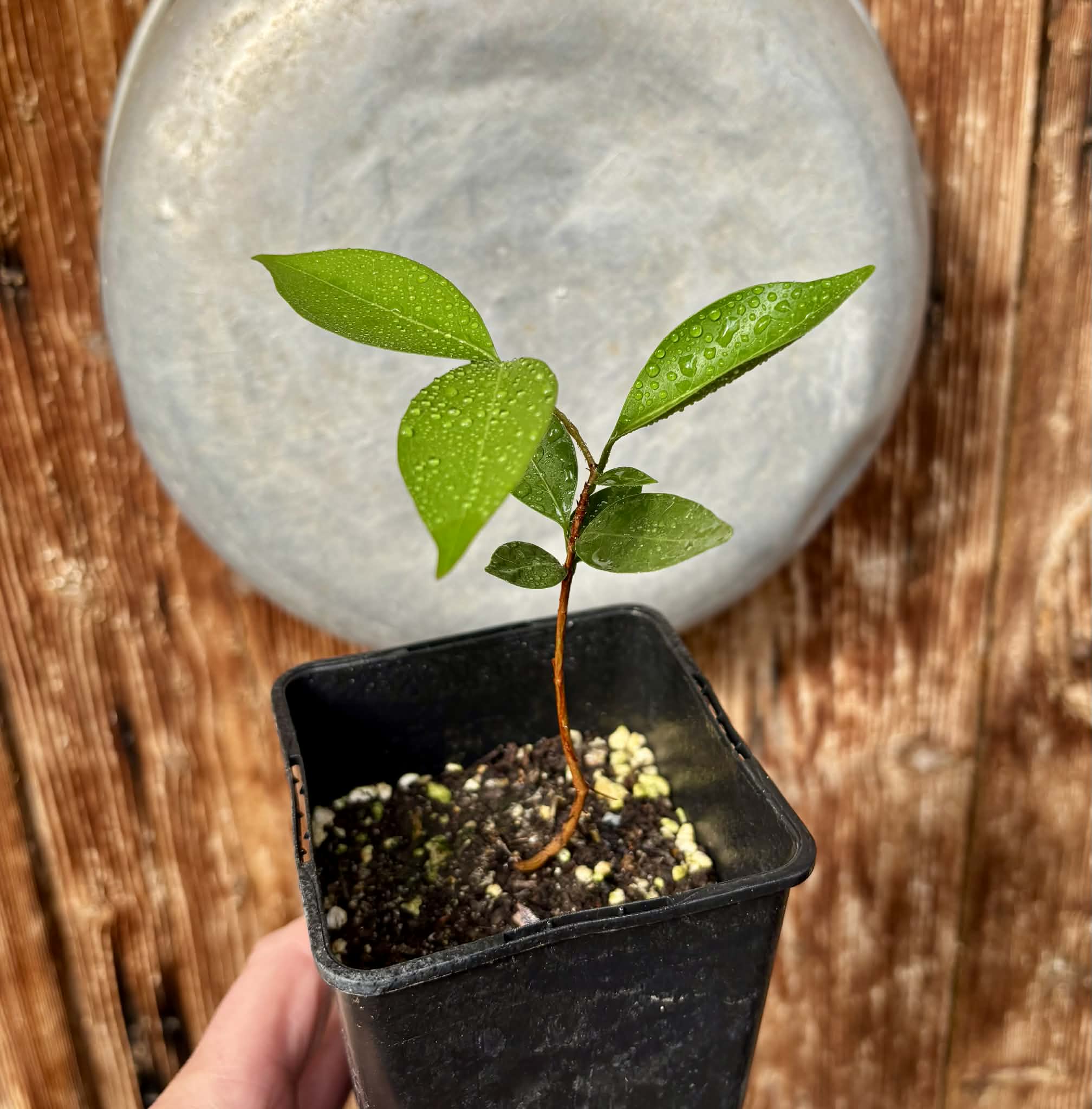 Eugenia flamingensis - 1 potted seedling / 1 getopfter Sämling