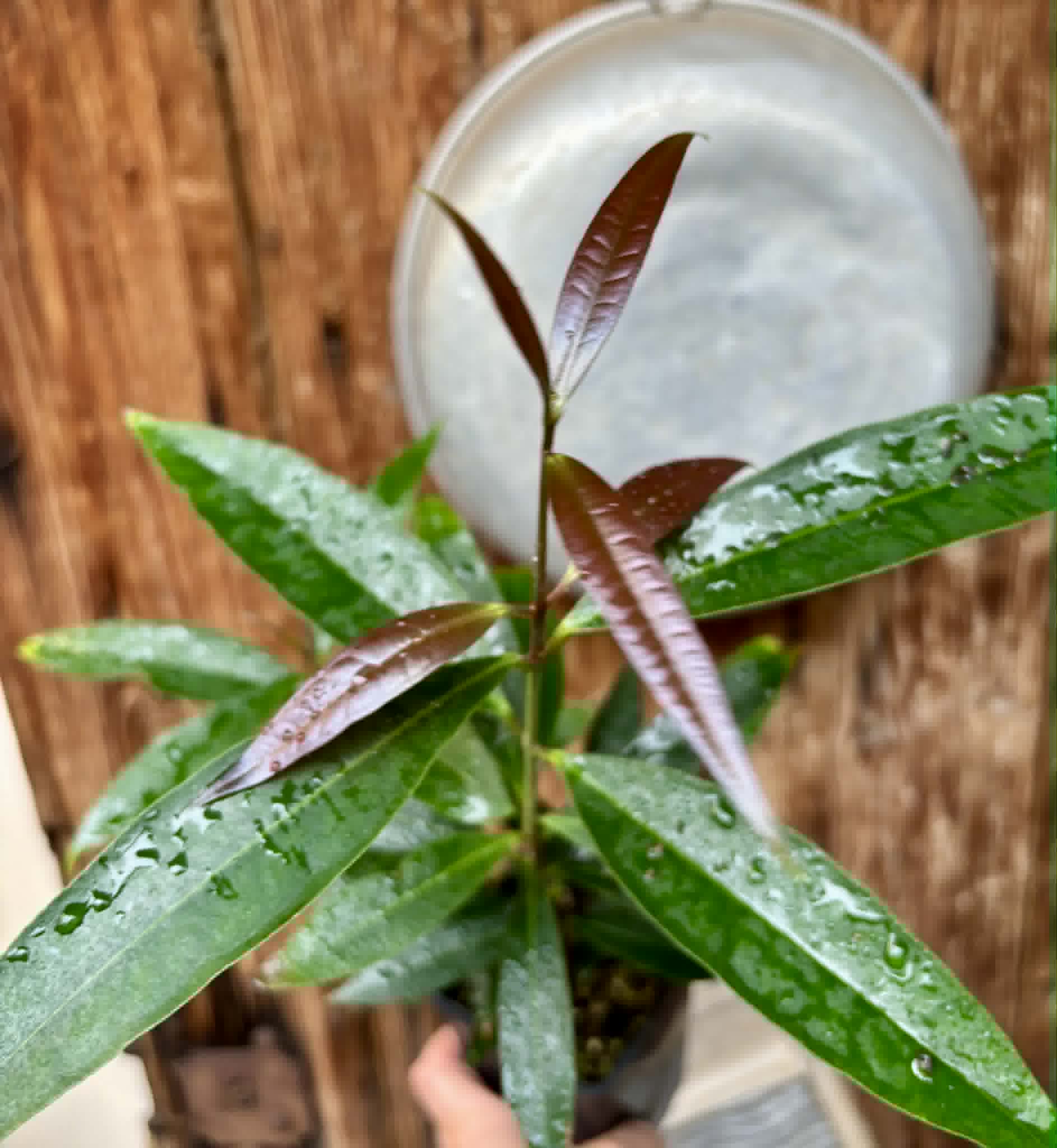 Eugenia sp Jambo da Mata -  1  potted seedling / 1 getopfter Sämling