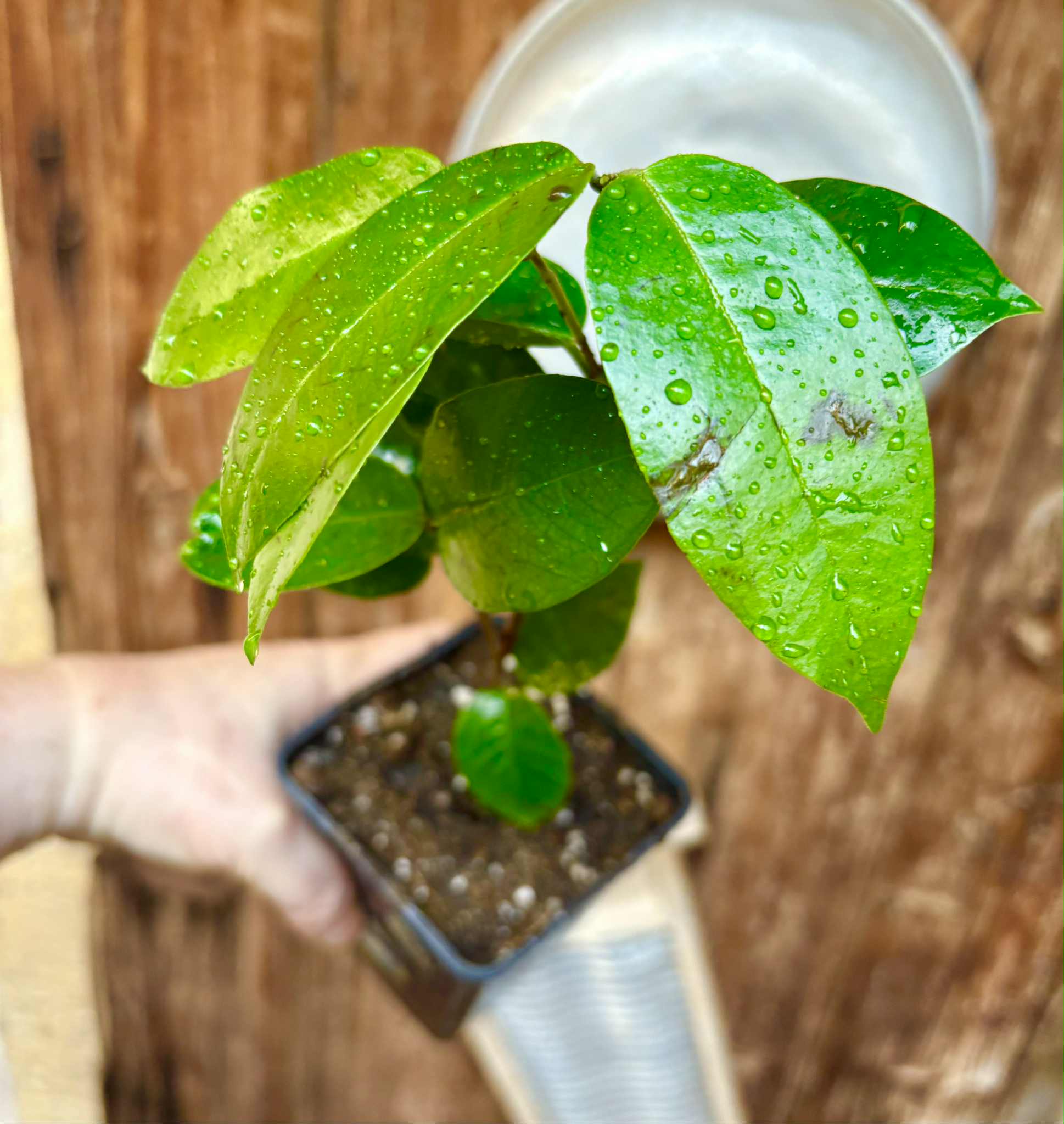 Cambuca (Plinia edulis) - 1 potted plant / 1 getopfte Pflanze