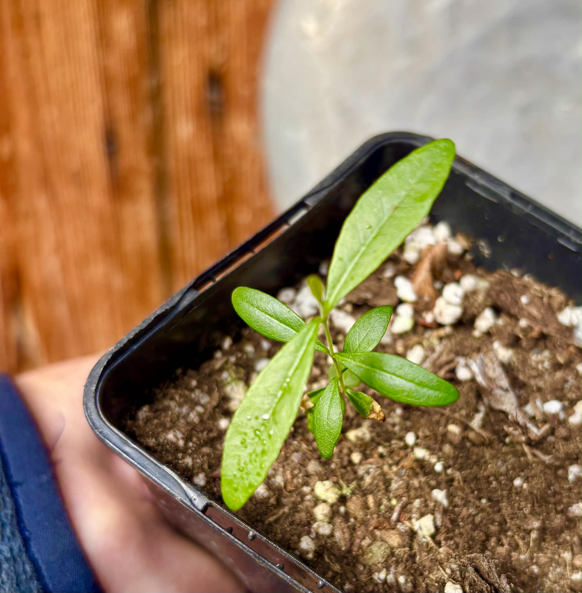 Myrcianthes cisplatensis - Guabiju - 1 potted plant / 1 getopfte Pflanze