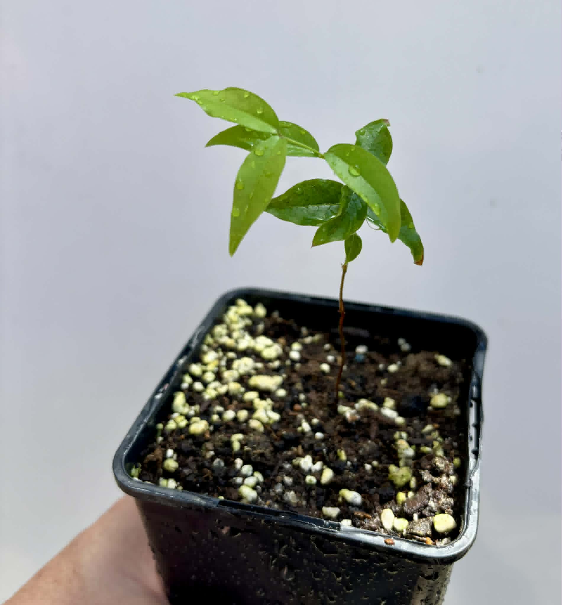 Plinia povedae - 1 potted seedling / 1 getopfter Sämling