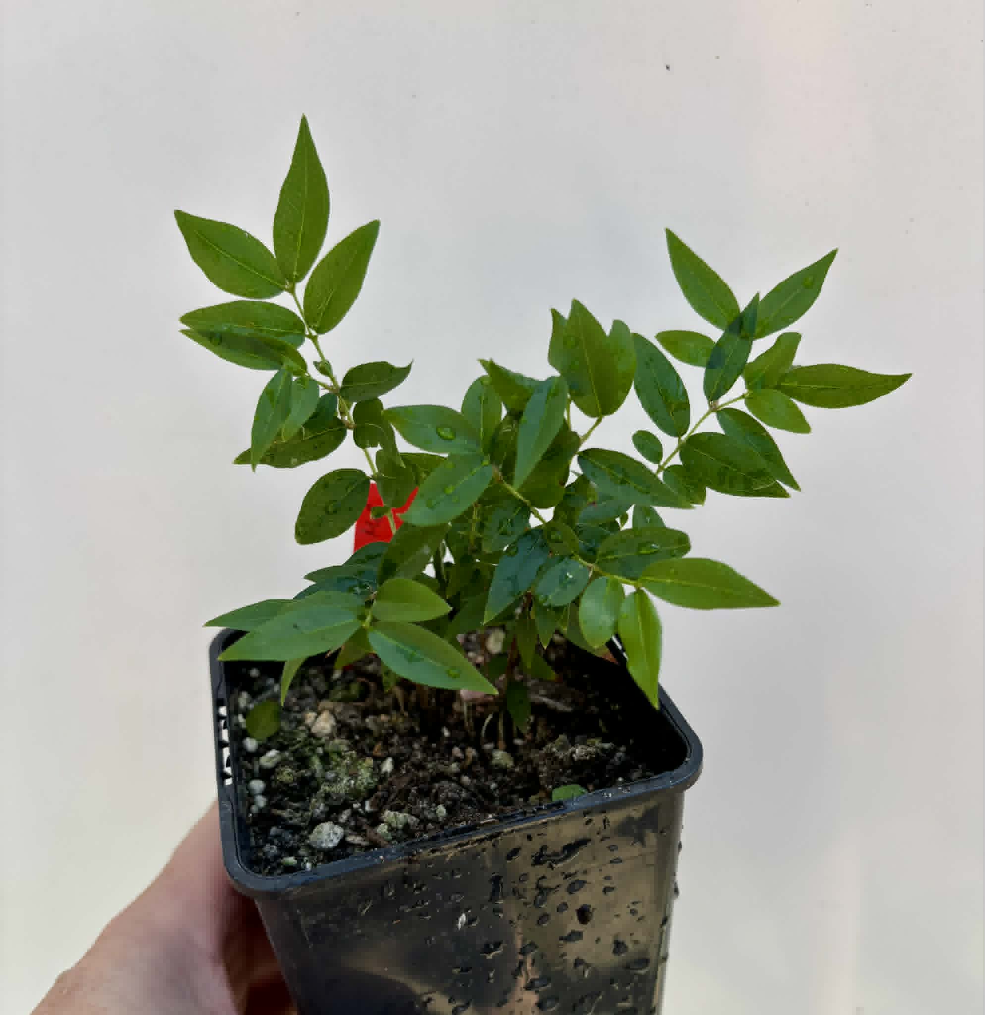 6 in 1 pot - Jaboticaba - Plinia sp Pingo de Mel (Vilela A3) -  6 potted seedlings / 6  getopfte Sämlinge