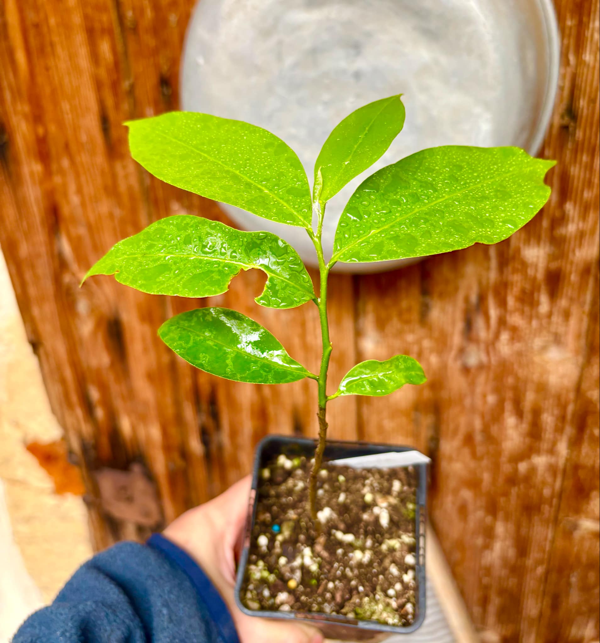 Annona muricata - Soursop / Stachelannone fiberless - 1 potted plant / 1 getopfte Pflanze