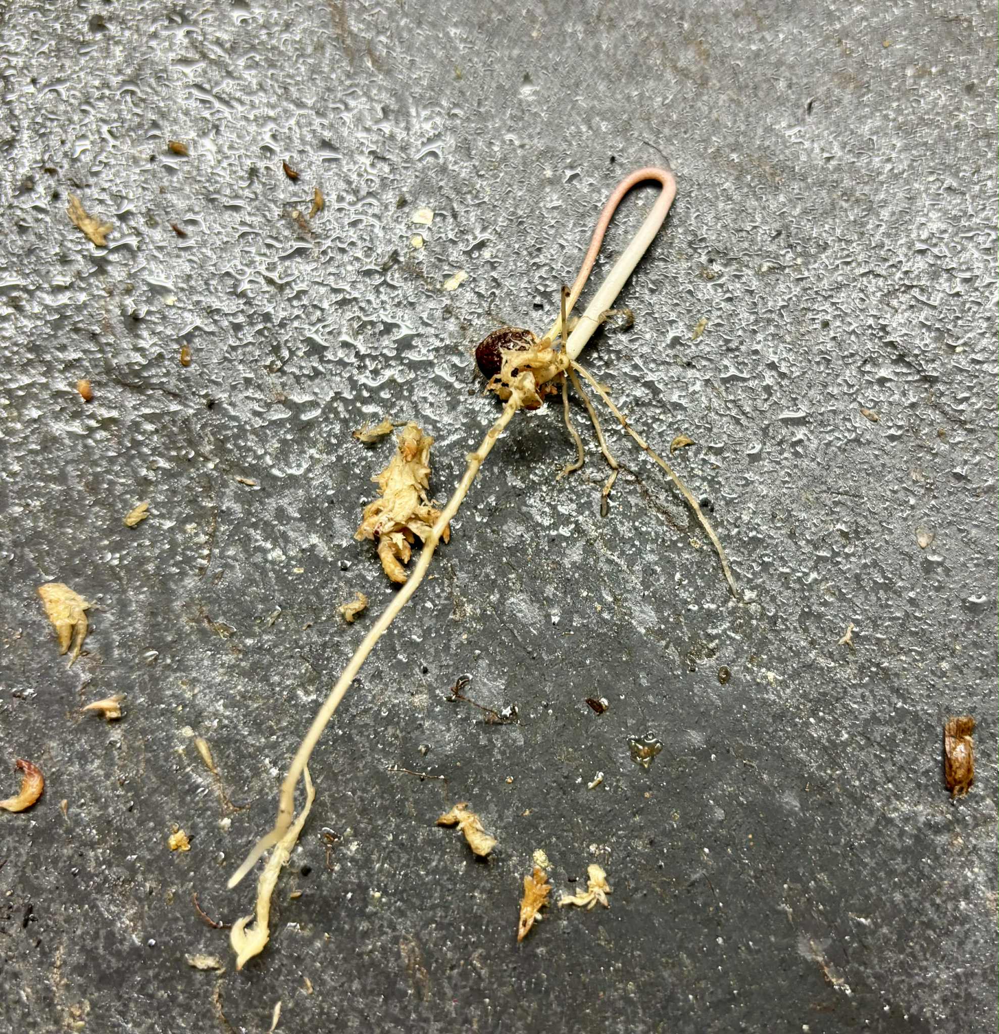 Annona dolabripetala - 1 germinated seed / 1 gekeimter Samen Annona dolabripetala - 1 germinated seed / 1 gekeimter Samen