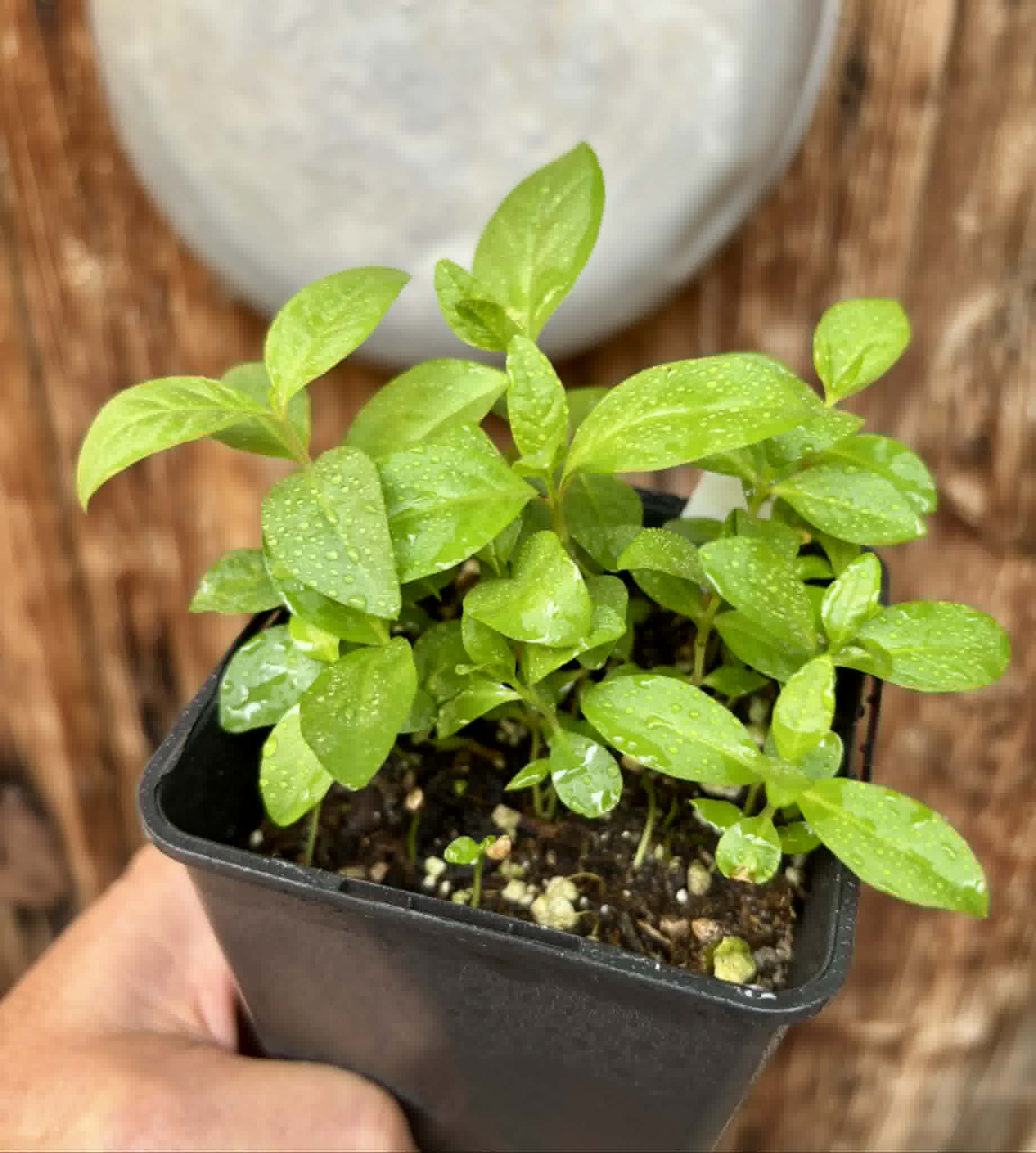 20 in 1 pot - Psidium guajava  "Paluma"  - 20 seedlings in one pot / 20 Sämlinge in einem Topf