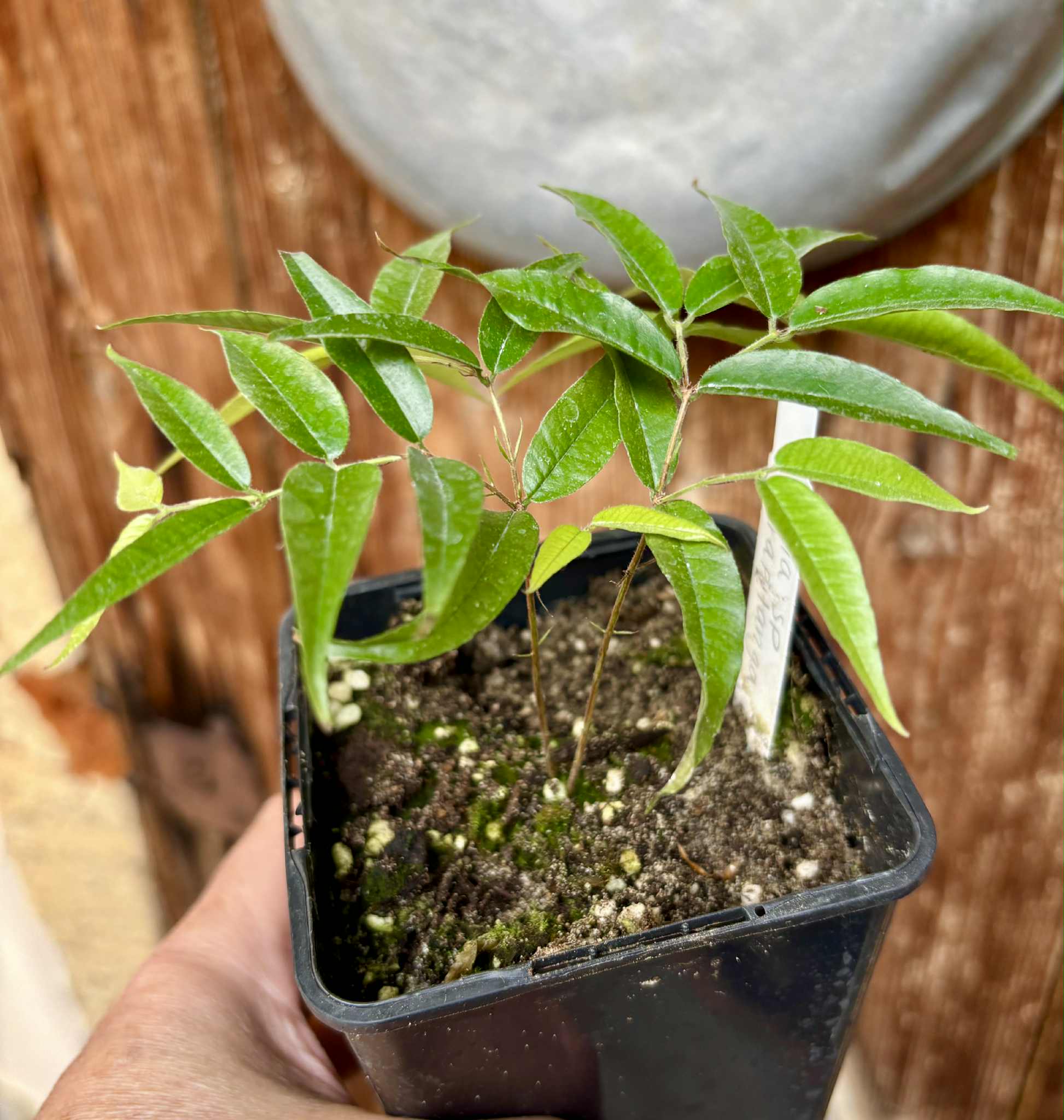 Plinia sp Ibirapitanga -  1 fresh potted seedling / 1 frisch getopfter Sämling